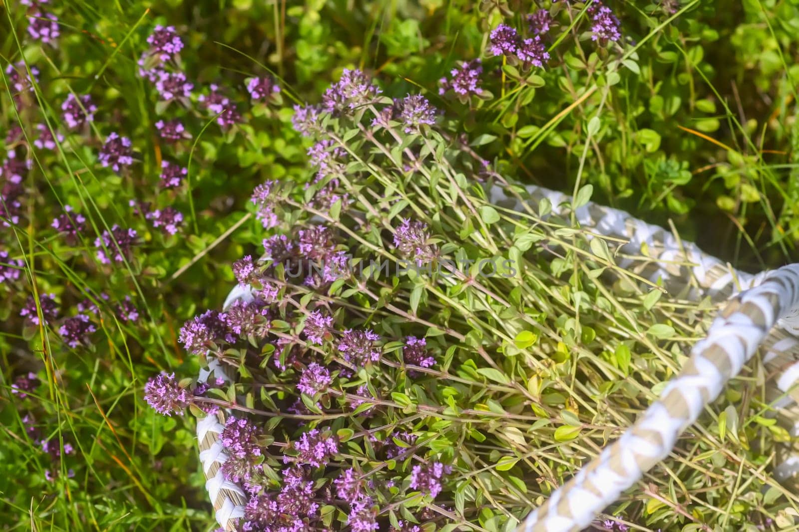 Fresh thyme collected in the basket. Medical herbs.