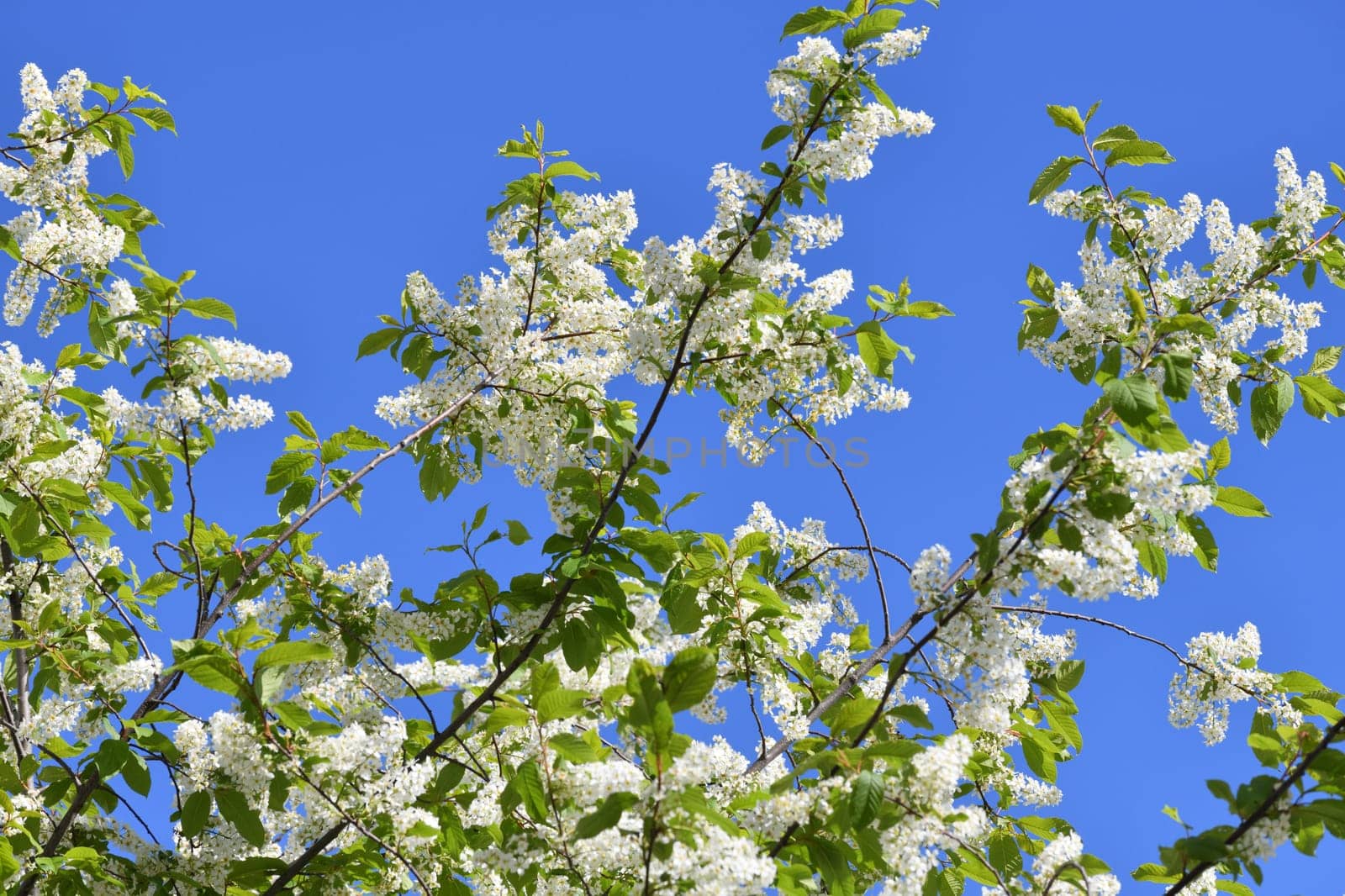 Blooming bird cherry tree against blue sky