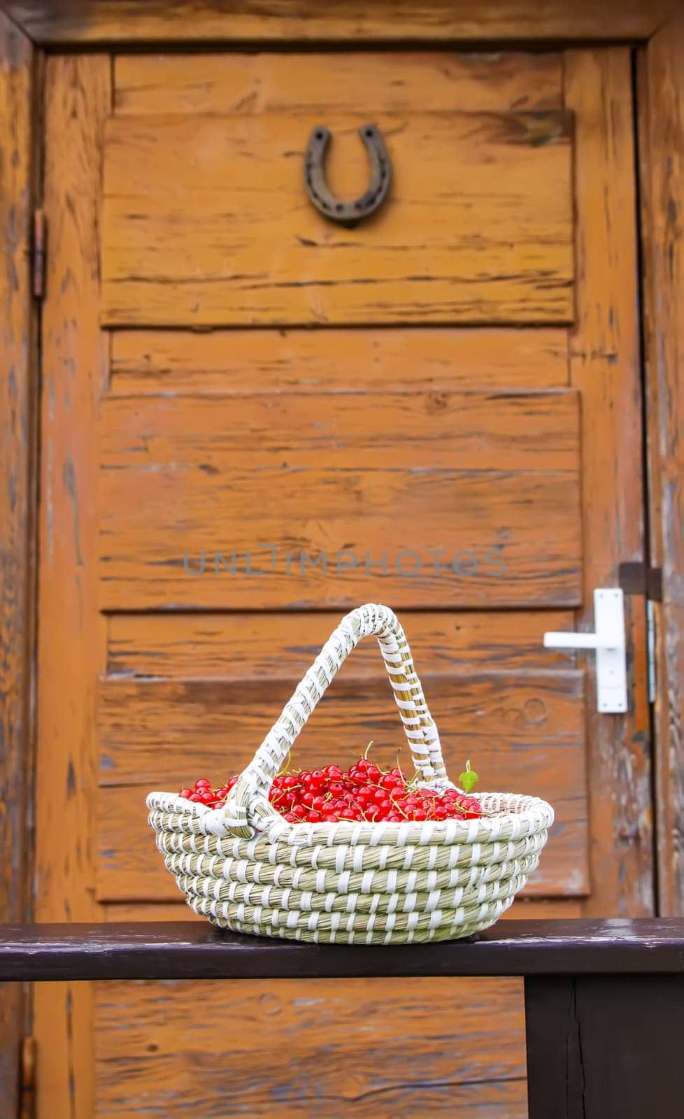 Red currant berries in a wicker basket on wooden door background in the village.