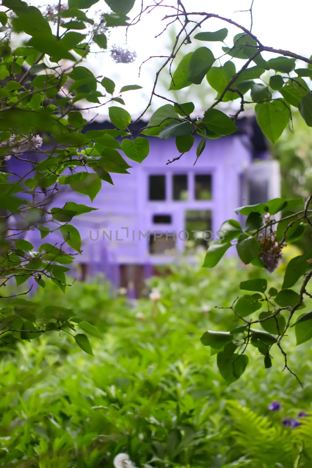 Rural wooden house building and green plants in summer season.