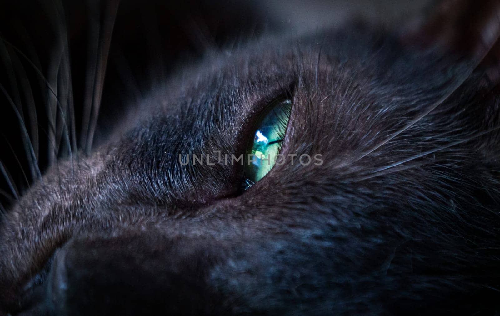 This close-up captures the intense gaze of a black cat, with its eye reflecting light in a nighttime setting, highlighting the texture of its fur.