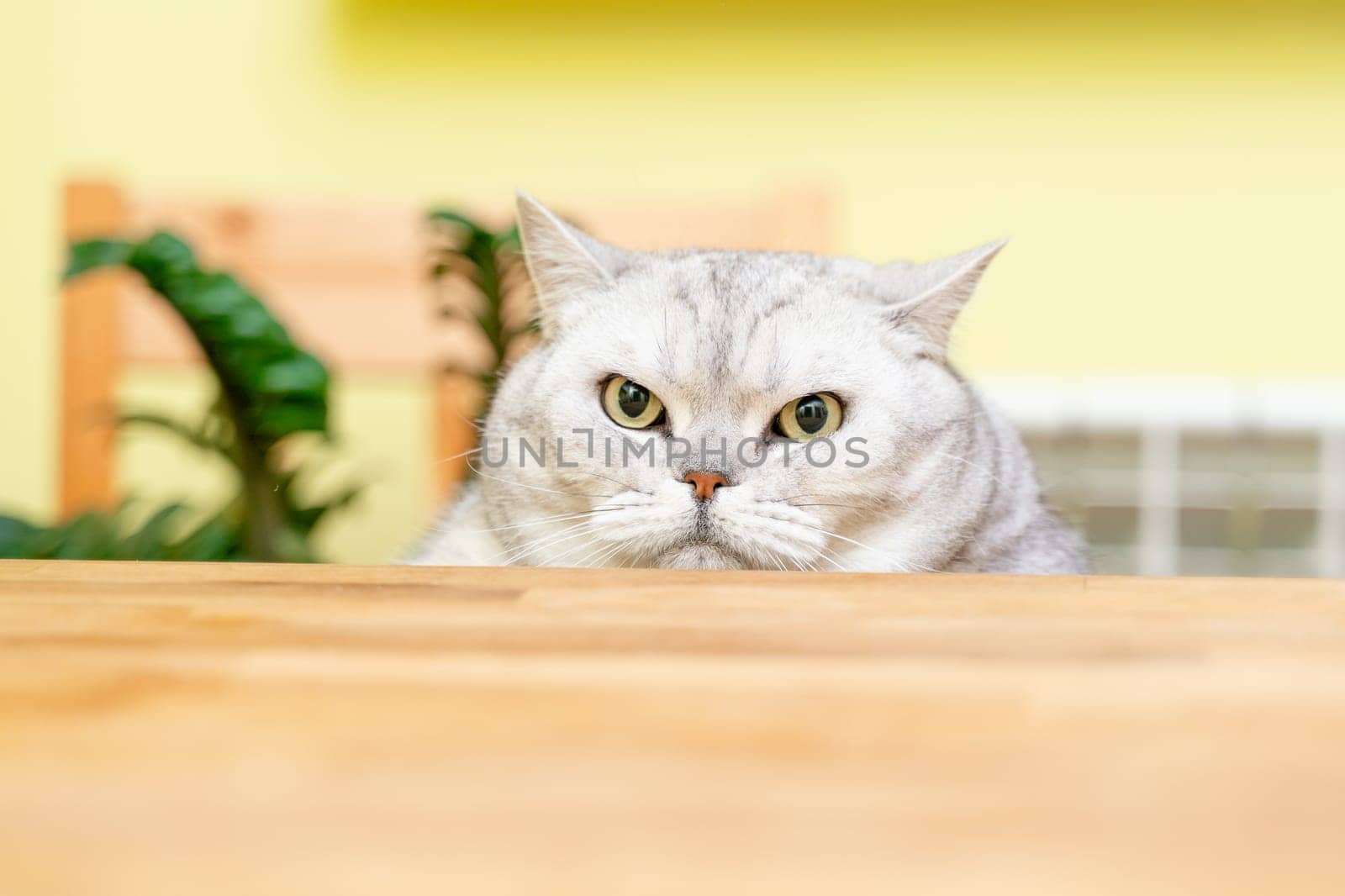 A funny big gray cat with beautiful big green eyes looks out from behind the table. Cute fluffy cat. Free space for text