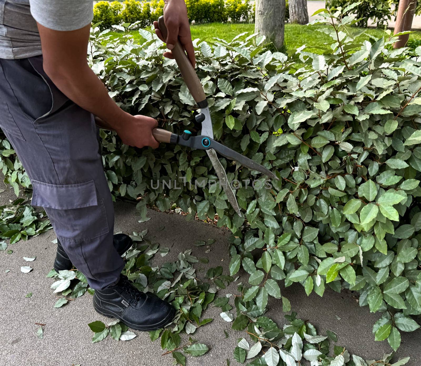 Man using large garden shears to trim green ivy bushes, focusing on plant care and landscape maintenance, with cut leaves scattered on the ground. Gardening activity in detail. High quality photo