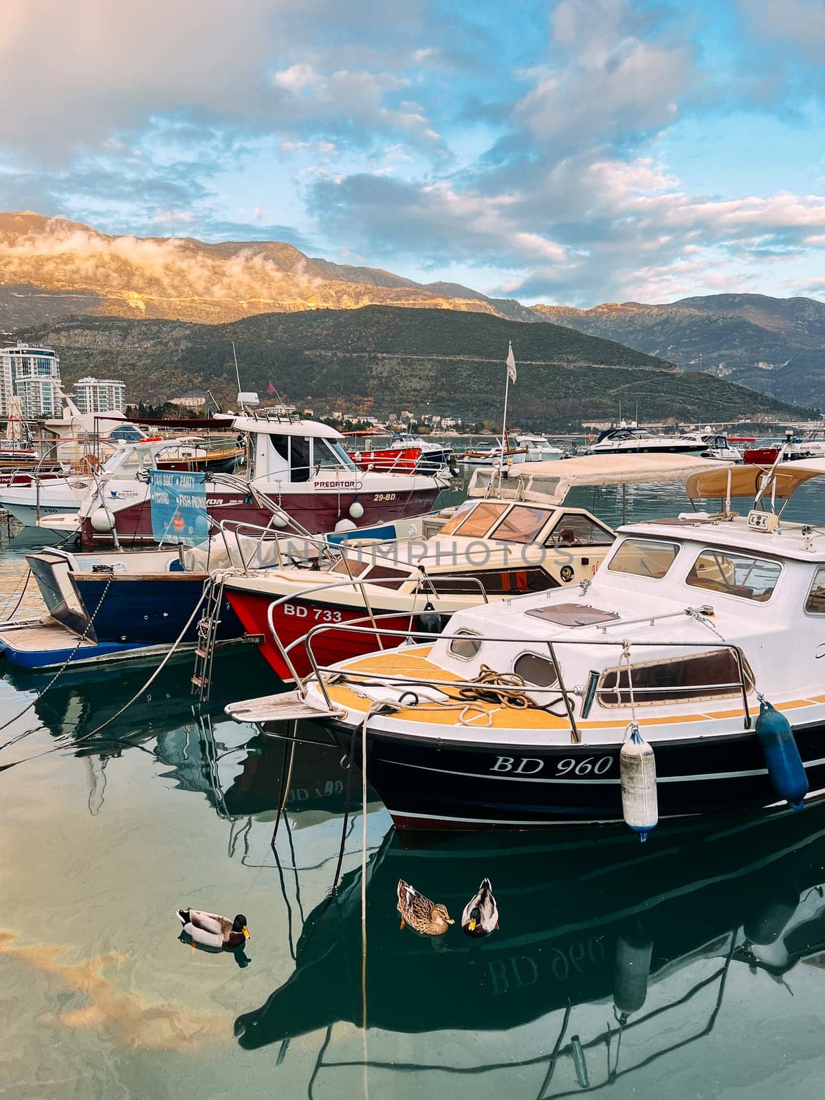 Budva, Montenegro - 25 december 2022: Ducks swim near yachts moored at the pier by Nadtochiy