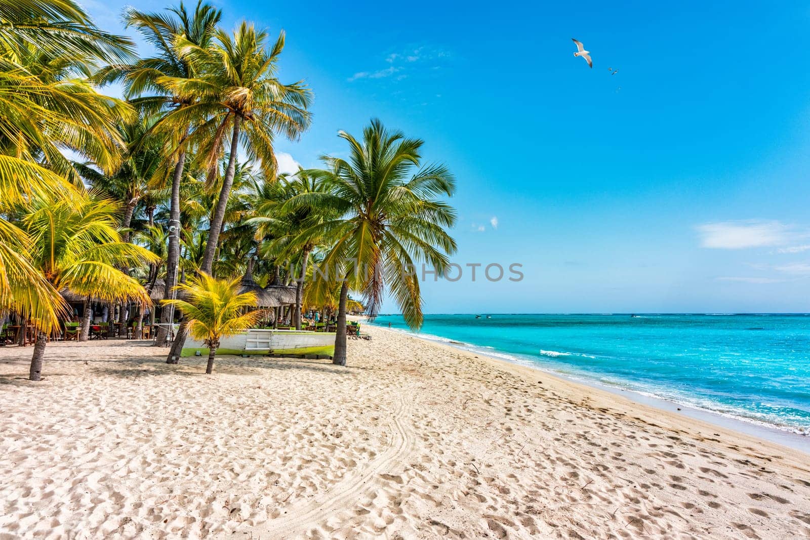 Palm trees on the tropical Le Morne beach, Mauritius. Tropical vacation background concept on Le Morne beach, Mauritius. Paradise beach on Mauritius island, palm trees, white sand, azure water.