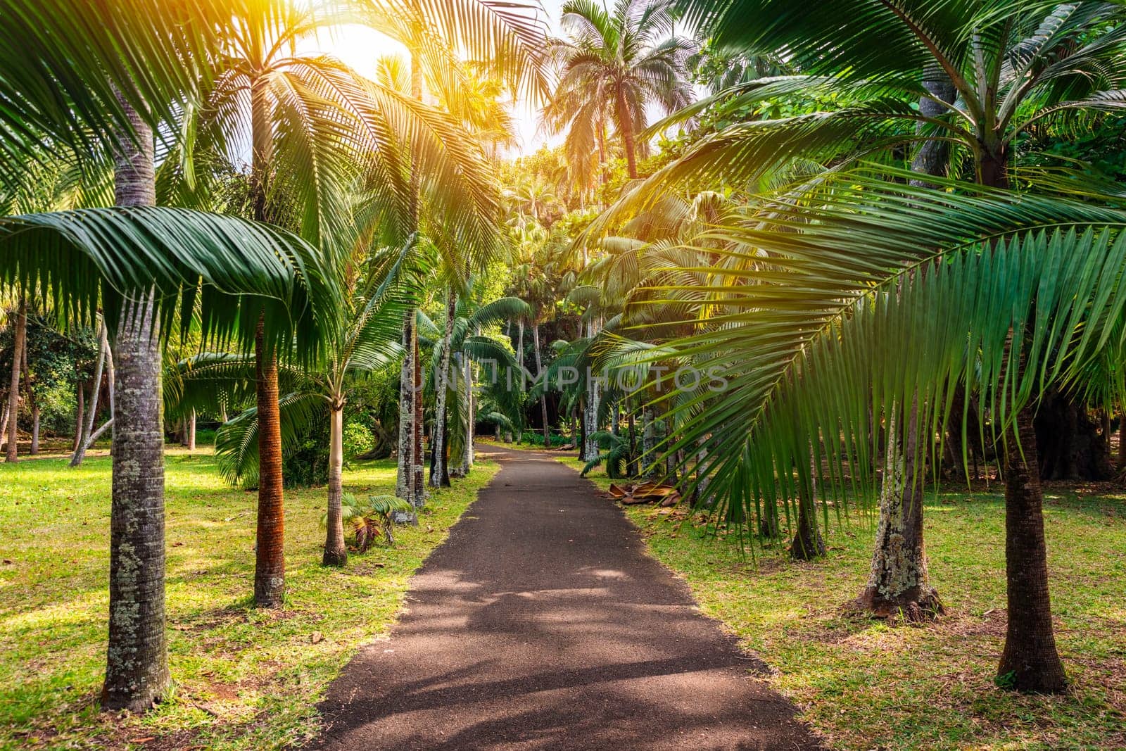 Sir Seewoosagur Ramgoolam Botanical Garden, Pamplemousses, Mauritius island, green avenue along the trees in the Pamplemousses Botanical Garden.