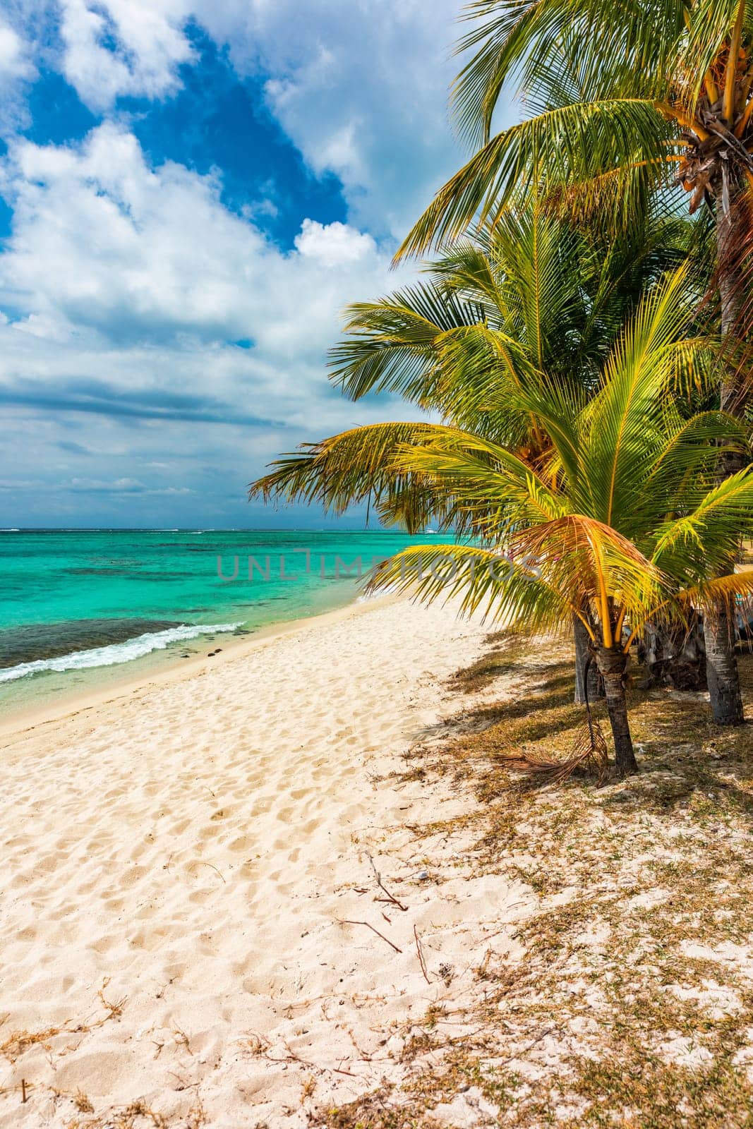 Palm trees on the tropical Le Morne beach, Mauritius. Tropical vacation background concept on Le Morne beach, Mauritius. Paradise beach on Mauritius island, palm trees, white sand, azure water.