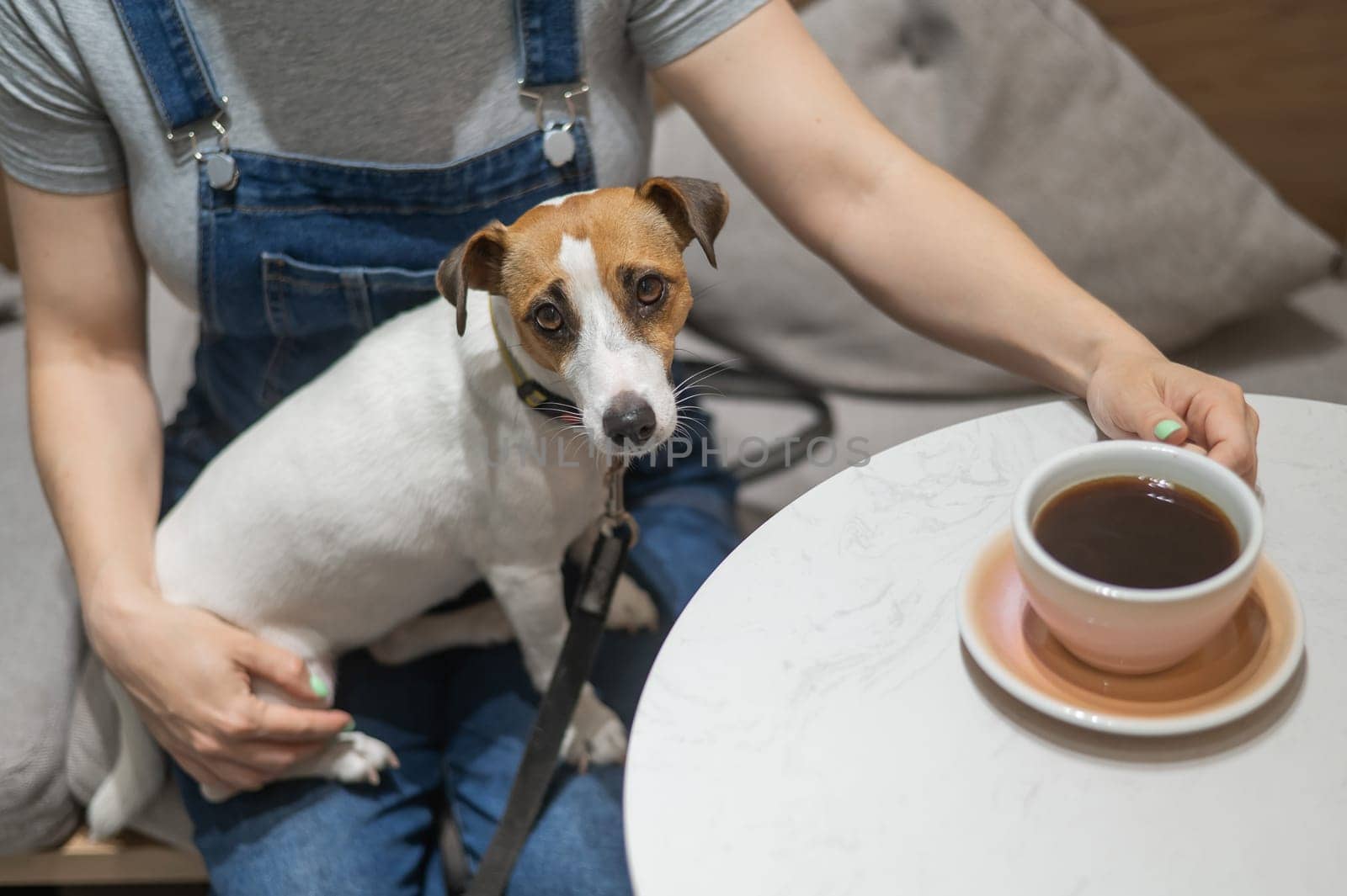 Jack Russell sits on the lap of the hostess in a cafe. Woman drinking coffee in a dog friendly cafe