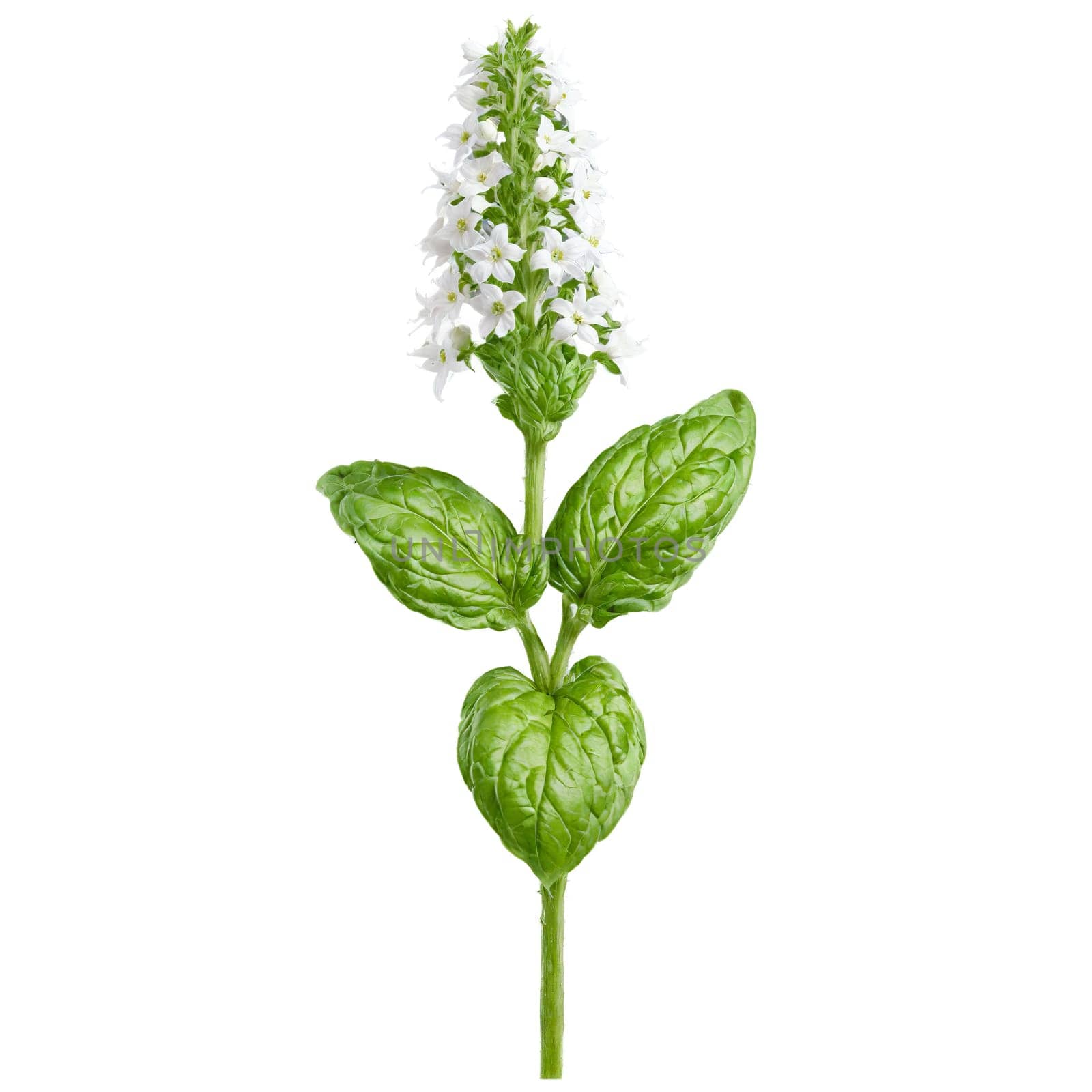 Basil Plant large green leaves and spikes of white flowers Ocimum basilicum Final image should. Plants isolated on transparent background.