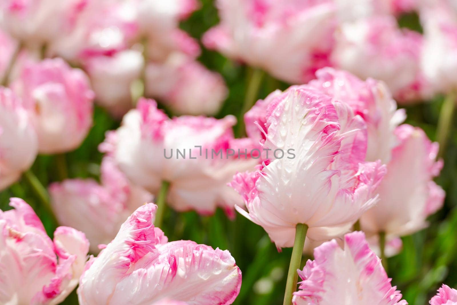 Tulip field. Pink tulips with white stripe close-up. Growing flowers in spring
