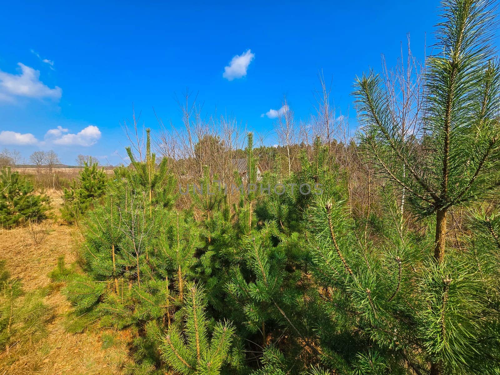Newly planted young pine forest, reforestation concept. High quality photo