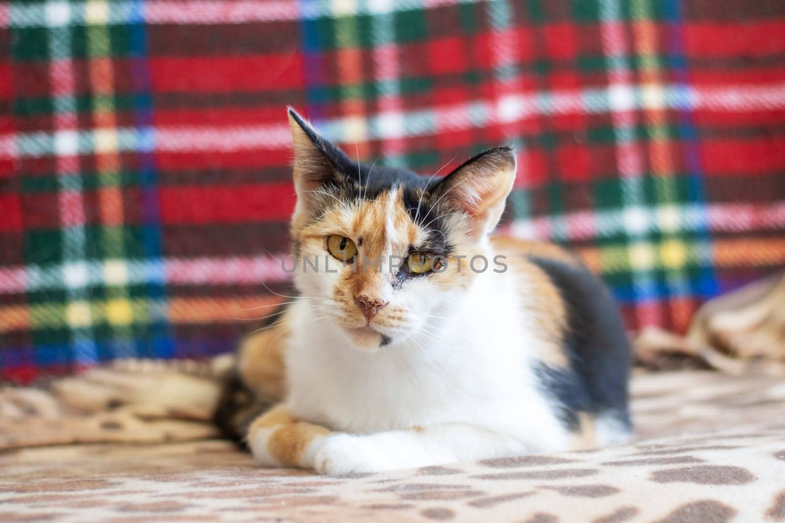 A Felidae carnivore with whiskers, a snout, and fur is resting on a plaid blanket. The cat is small to mediumsized, with a calico pattern