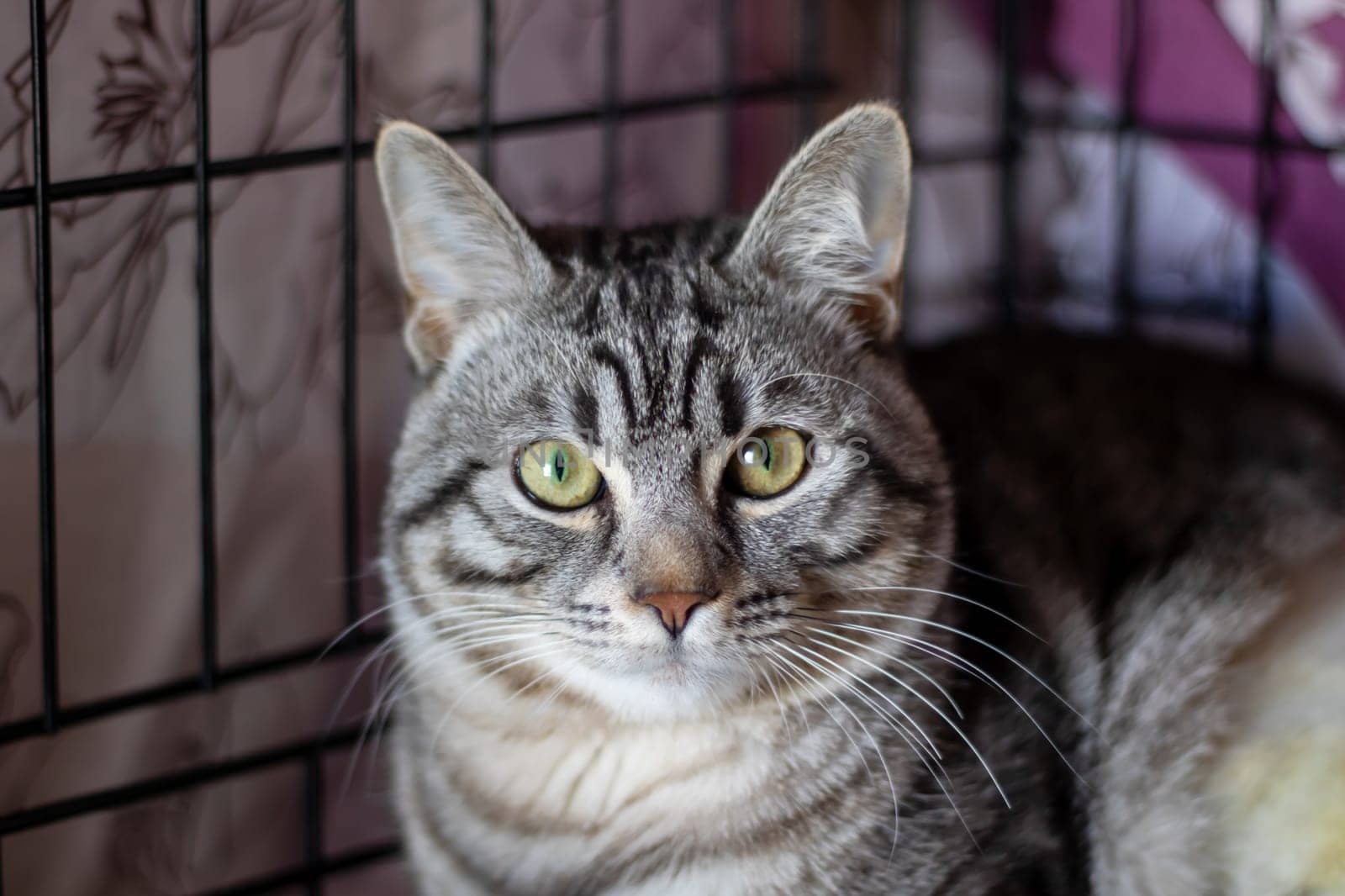 A small to mediumsized Felidae, a carnivorous terrestrial animal with whiskers, is resting inside a cage, gazing at the camera through the mesh fence