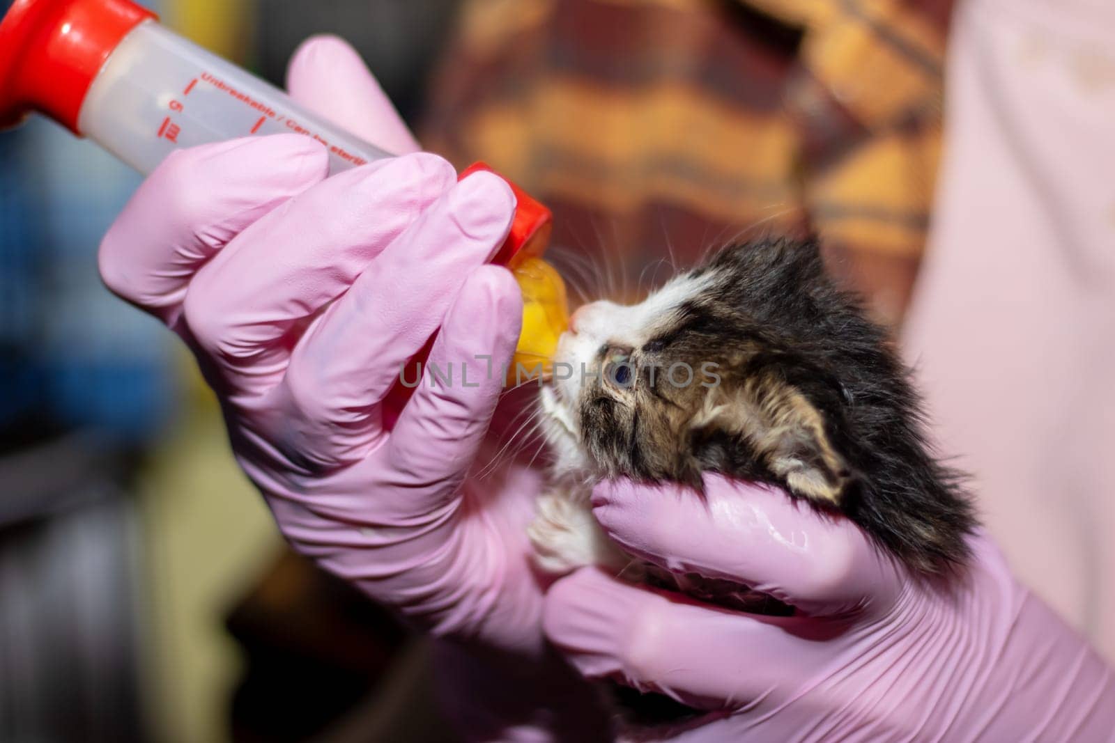 A person clad in pink gloves is bottlefeeding a tiny kitten, a member of the Felidae family, showcasing a nurturing gesture towards the small carnivorous vertebrate with whiskers and a snout