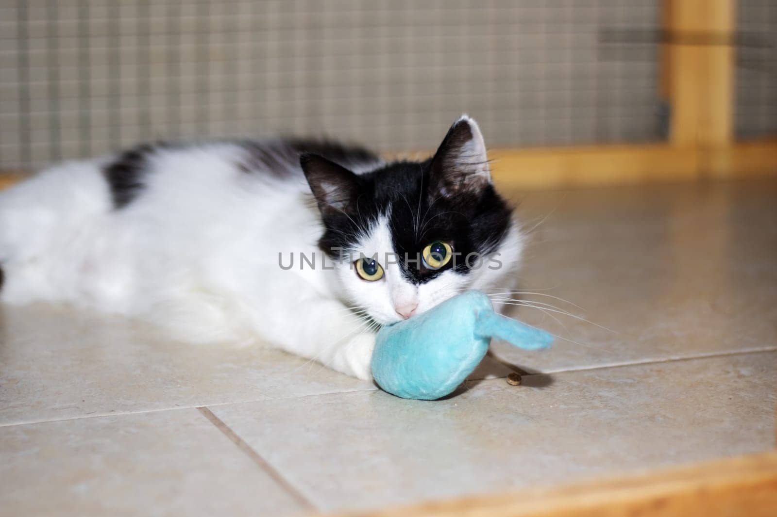 A small to mediumsized Felidae carnivore, with black and white fur, lying on the floor next to a toy. The cats whiskers, snout, tail, and eyes are visible