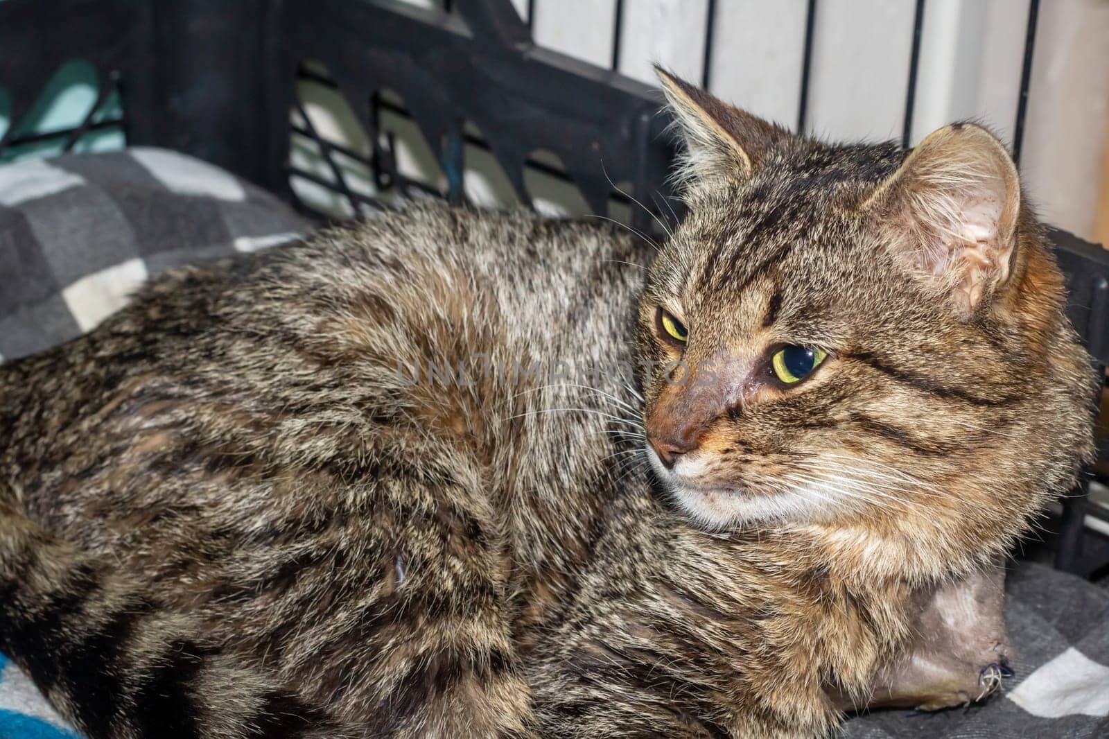 A small to mediumsized Felidae cat, with whiskers and fur, is lying on a blanket and gazing at the camera. This domestic shorthaired cat is a carnivorous terrestrial animal