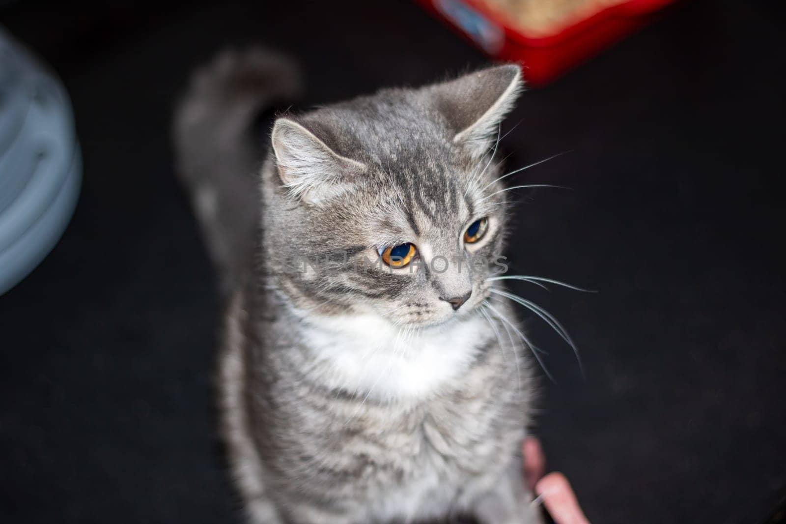 An image of a domestic shorthaired cat, a small to mediumsized Felidae carnivore, with whiskers and fur, looking directly at the camera