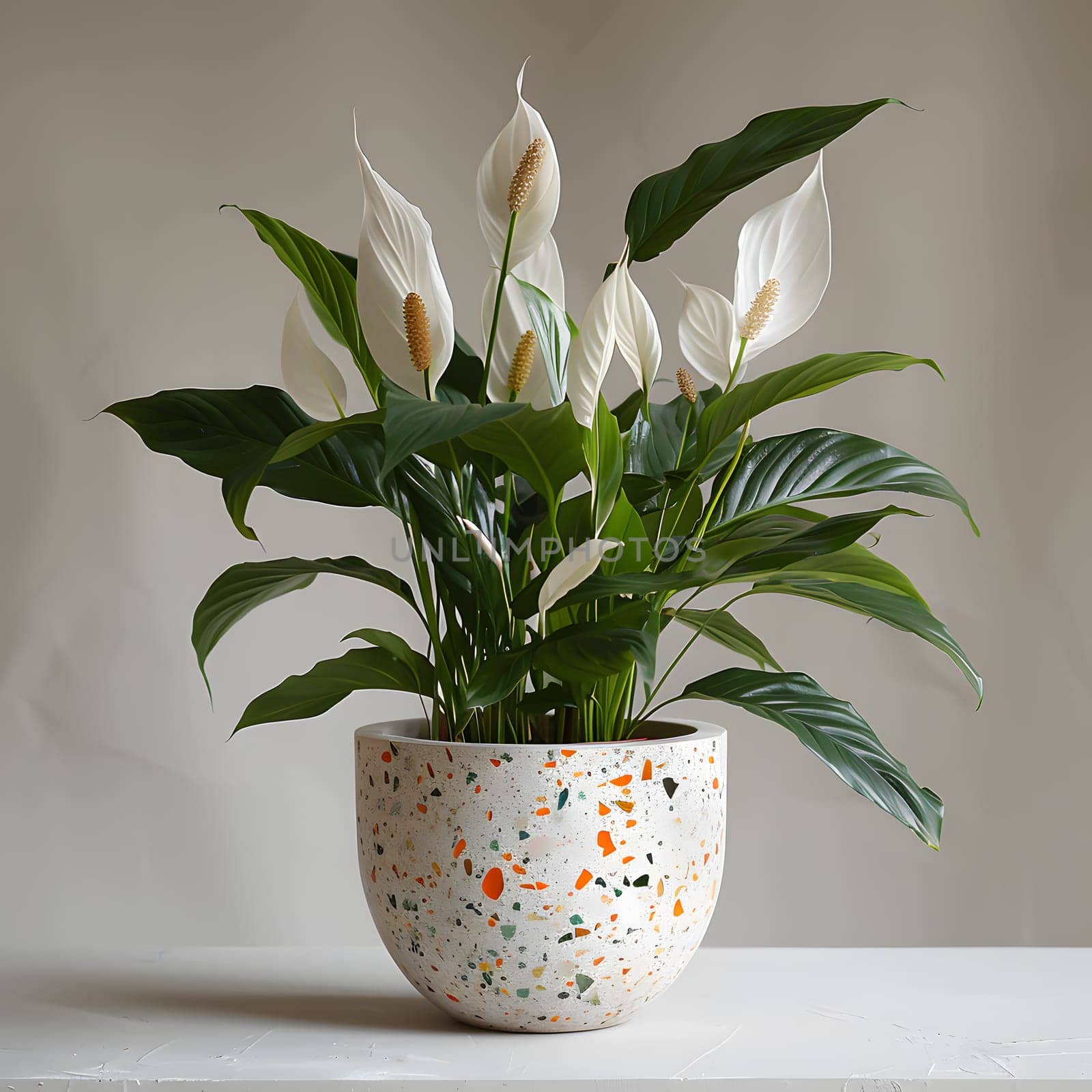 A houseplant with white flowers is displayed in a flowerpot on a table, adding a touch of nature to the rooms decor