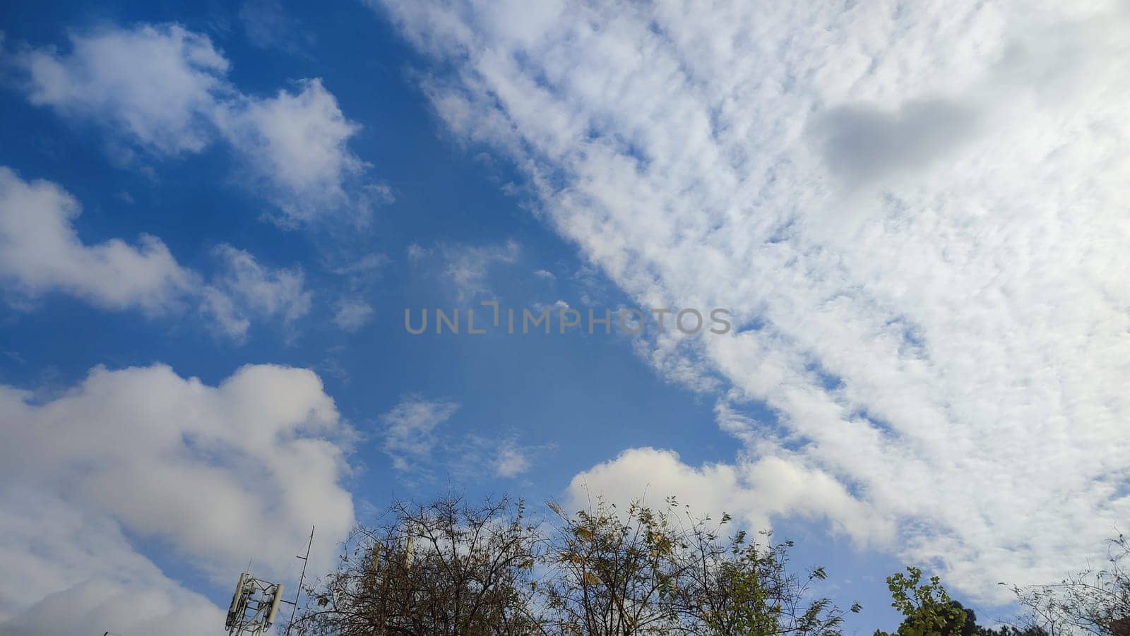 white flowers, green leaves, bush flora, blue sky and white clouds nature summer spring. High quality photo