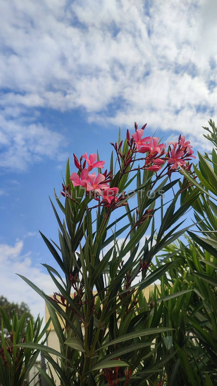 Pink flowers, green leaves, bush flora, blue sky and white clouds nature summer spring. High quality photo