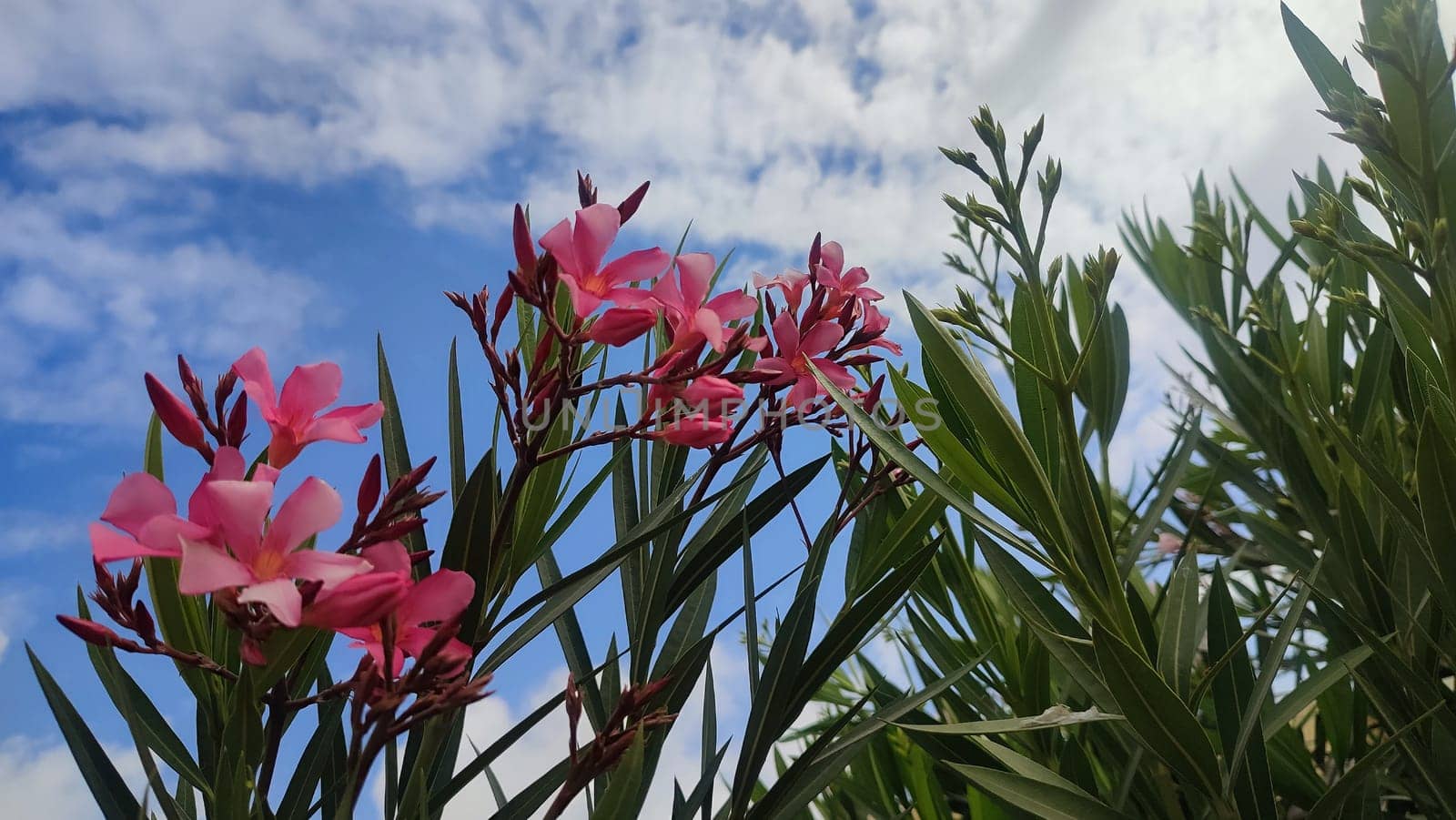 Pink flowers, green leaves, bush flora, blue sky and white clouds nature summer spring. High quality photo