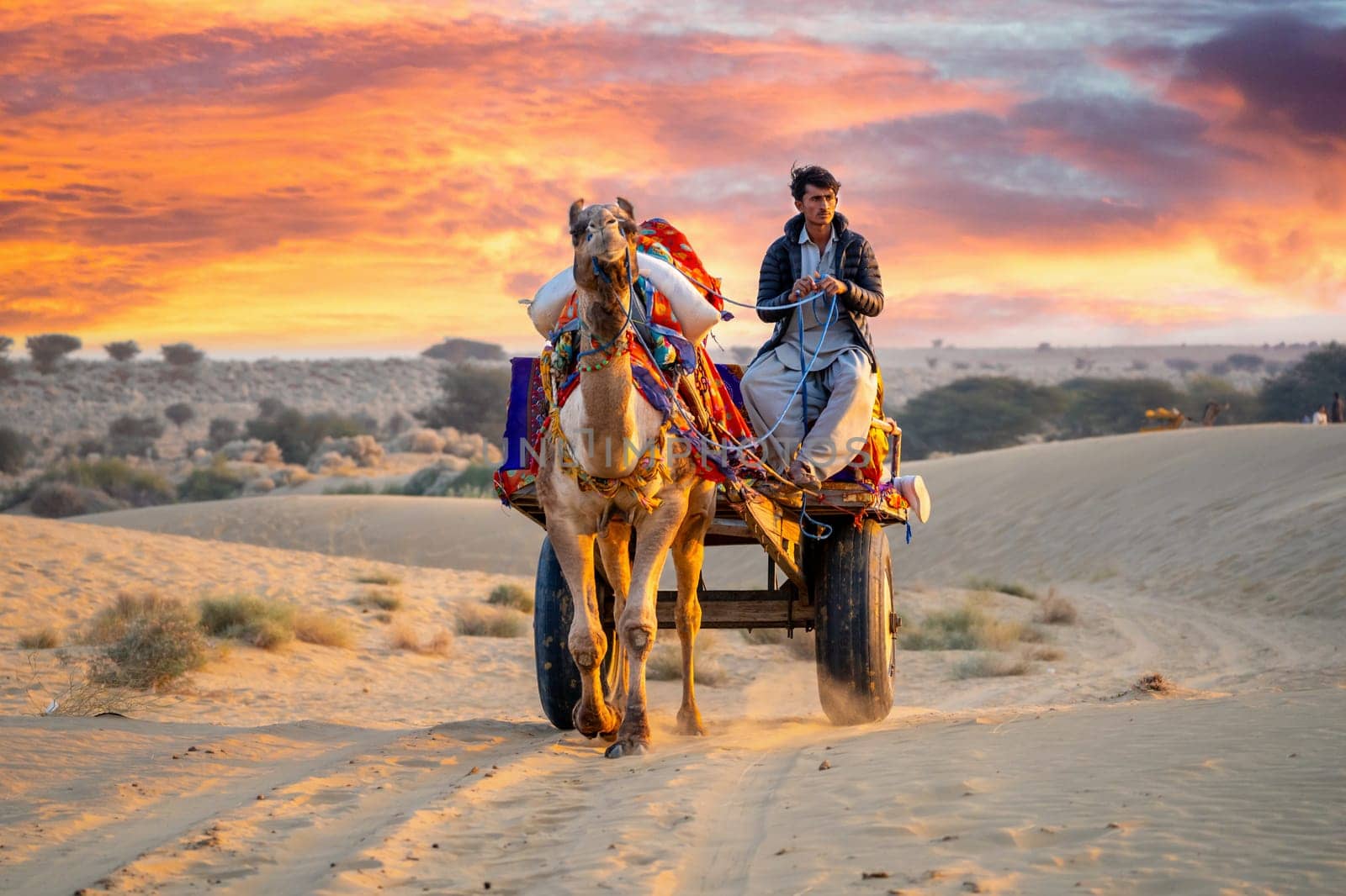 Jaisalmer, Rajasthan, India - 25th Dec 2023: camel owner sitting on a brightly colored cart and travelling along a path in sand looking for tourists