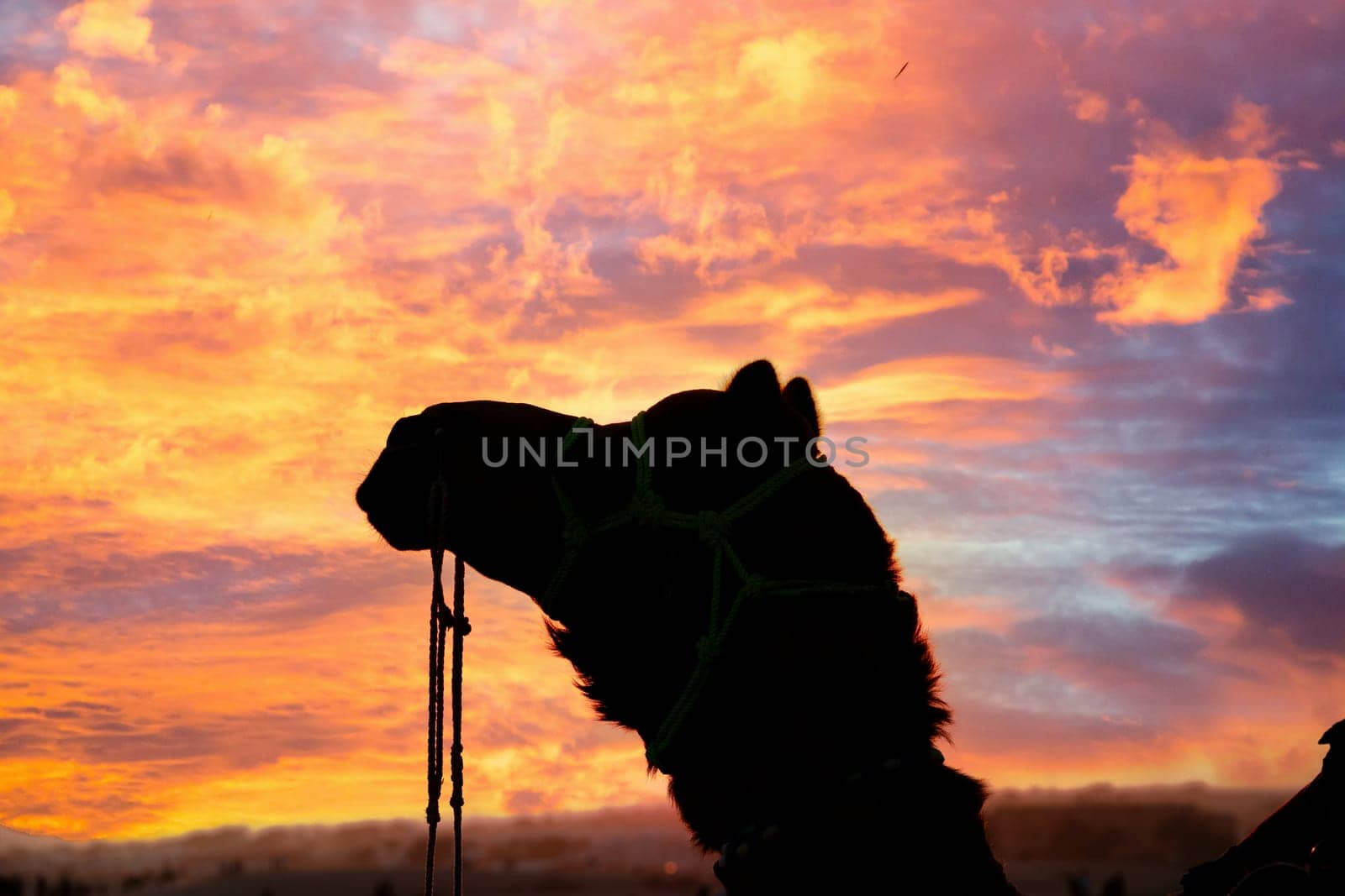 Silhouette of camel with the sun right behind it in sand dunes in Sam Jaisalmer Rajasthan India