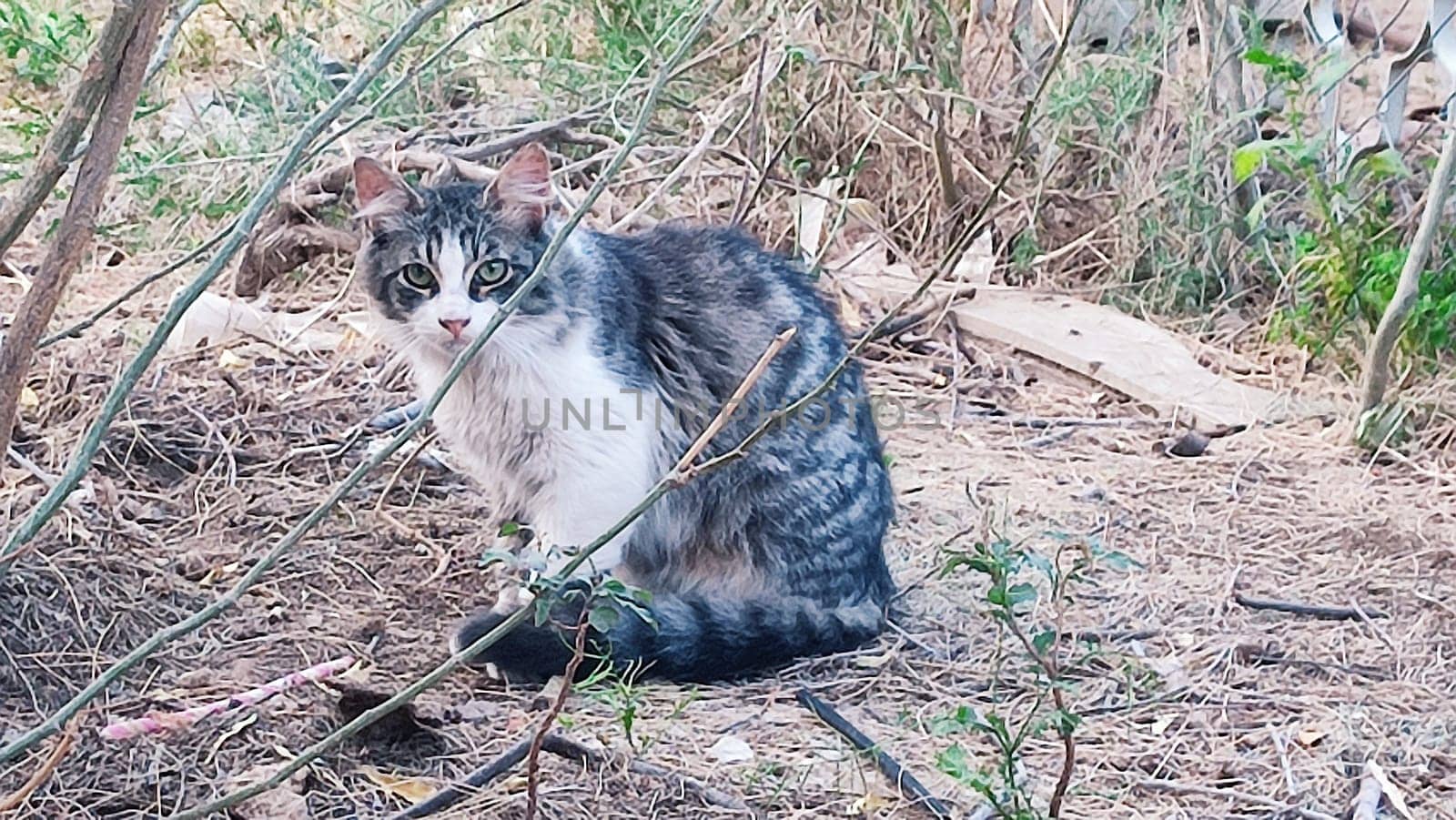 gray white cat sitting in bushes with green leaves, nature, animals, pets. High quality photo