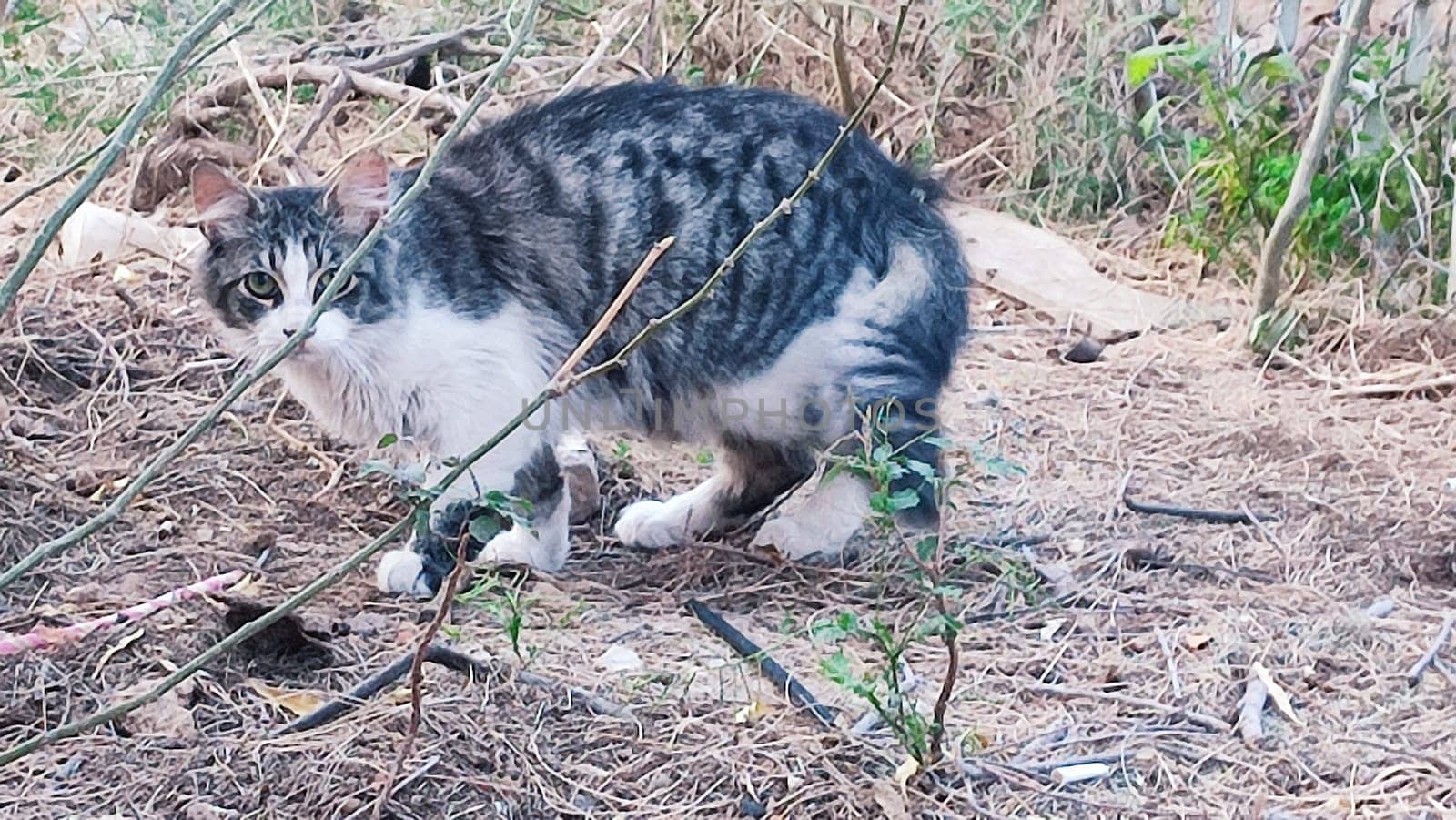 gray white cat sitting in bushes with green leaves, nature, animals, pets. High quality photo