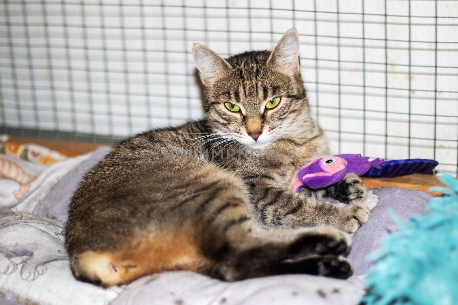 A Felidae carnivore, the cat is comfortably laying on a blanket next to a purple toy. Its whiskers twitch as it adjusts its paw on the pet supply