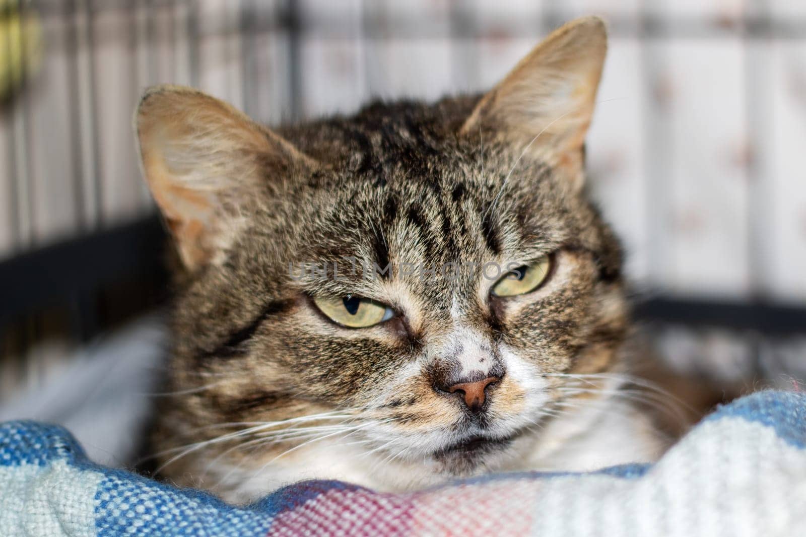 A small to mediumsized cat from the Felidae family, with whiskers and fur, is relaxing in a cage and gazing at the camera with its captivating eyes