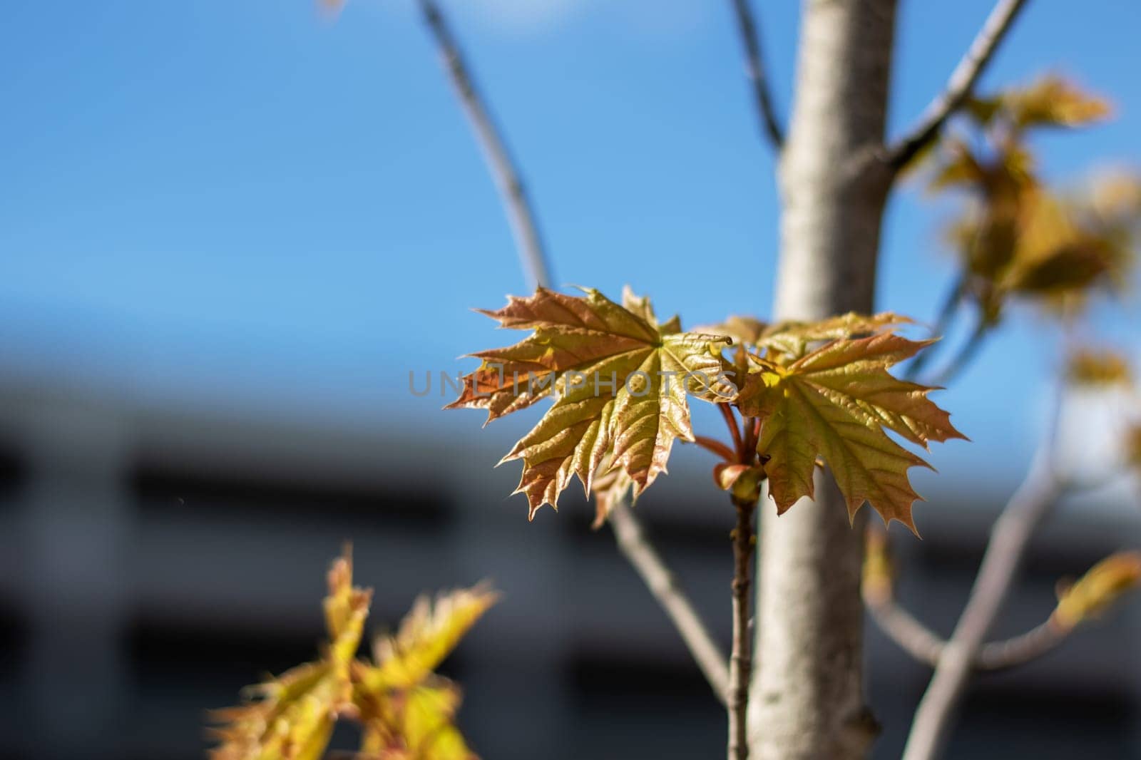 Macro photo of branch with yellow leaves in natural landscape by Vera1703