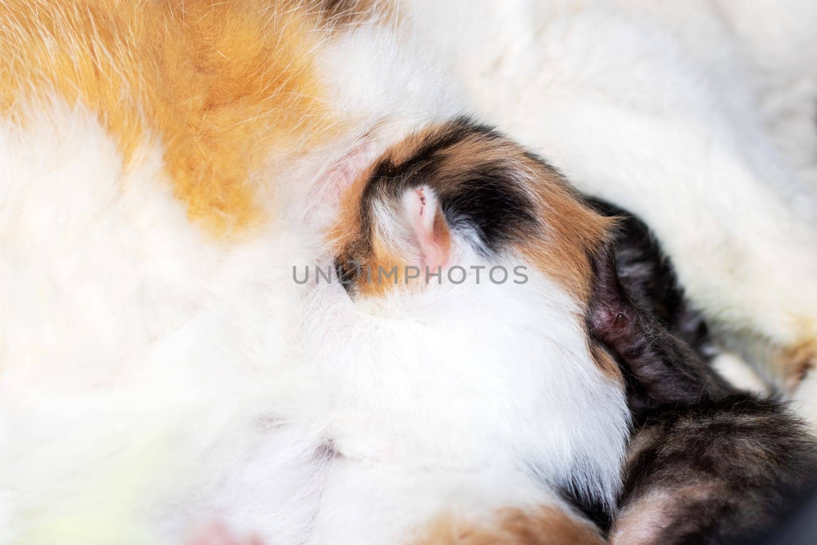 A small calico Felidae kitten with whiskers is nursing from its mothers breast while her tail sways. The closeup shot captures the fawn fur, tiny snout, and fluffy foam around her mouth