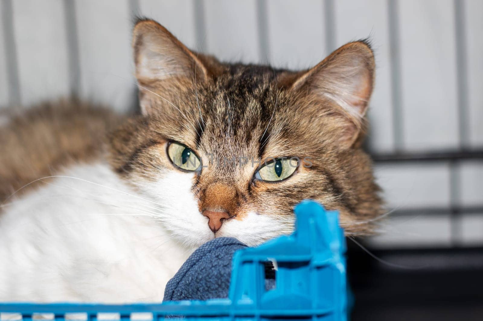 In the image, a cat is comfortably resting inside a blue crate and curiously gazing towards the camera lens