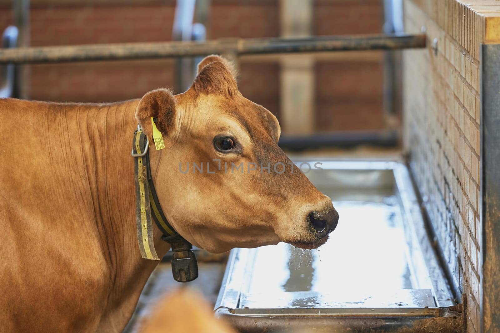 Jersey cow drinks water on a farm in Denmark by Viktor_Osypenko