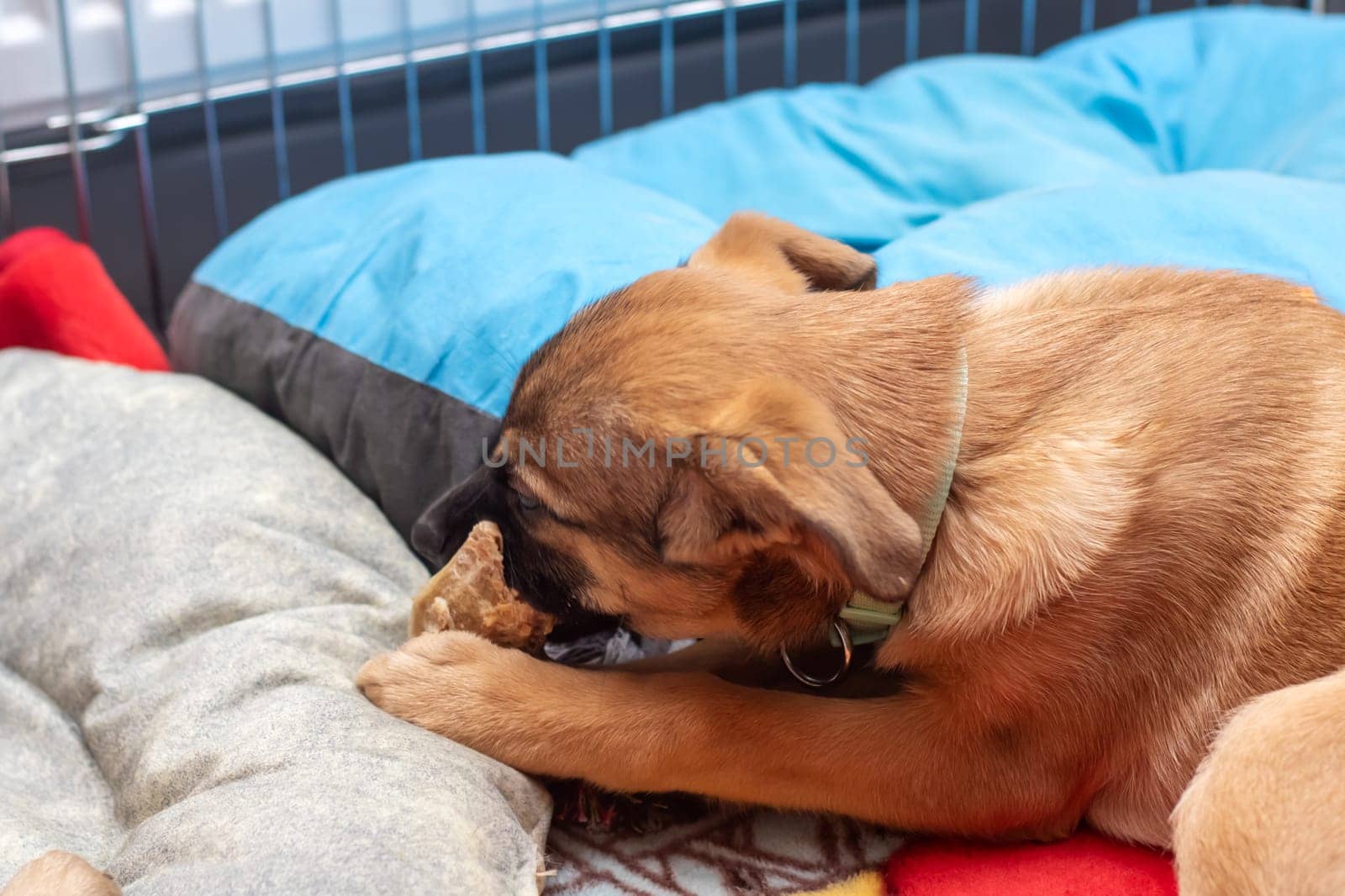 A fawncolored carnivorous terrestrial animal, a companion dog breed, lies on the ground with its mouth open showing its whiskers, snout, fur, and paw