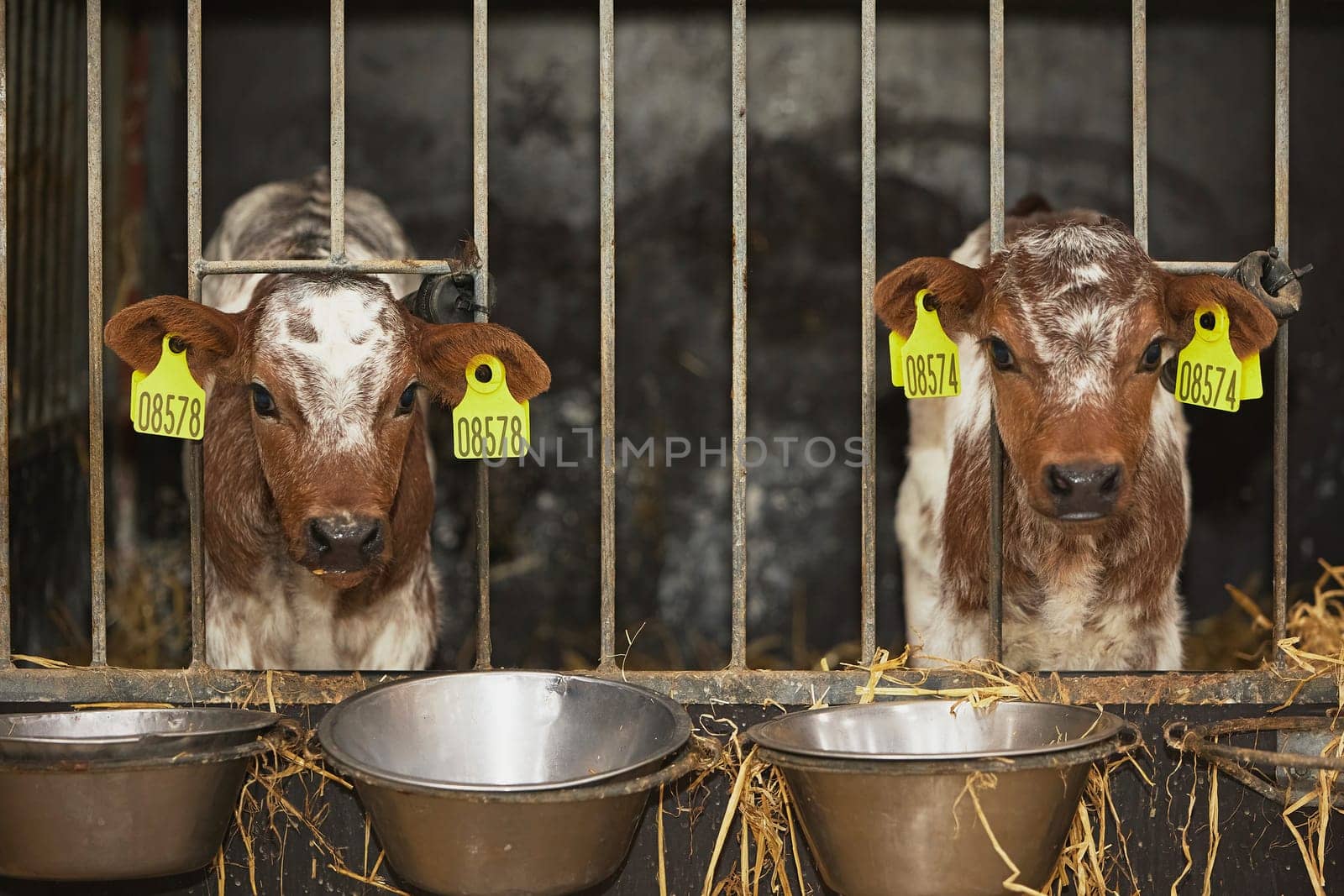 Charming calves on a modern farm in Denmark by Viktor_Osypenko