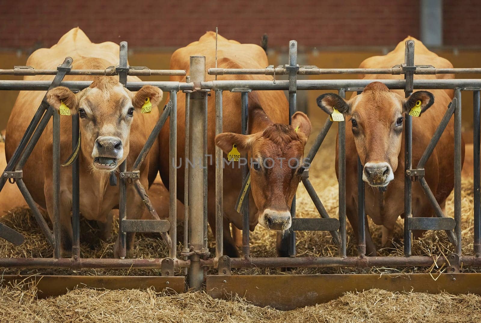 Cute Jersey cows on a farm in Denmark by Viktor_Osypenko