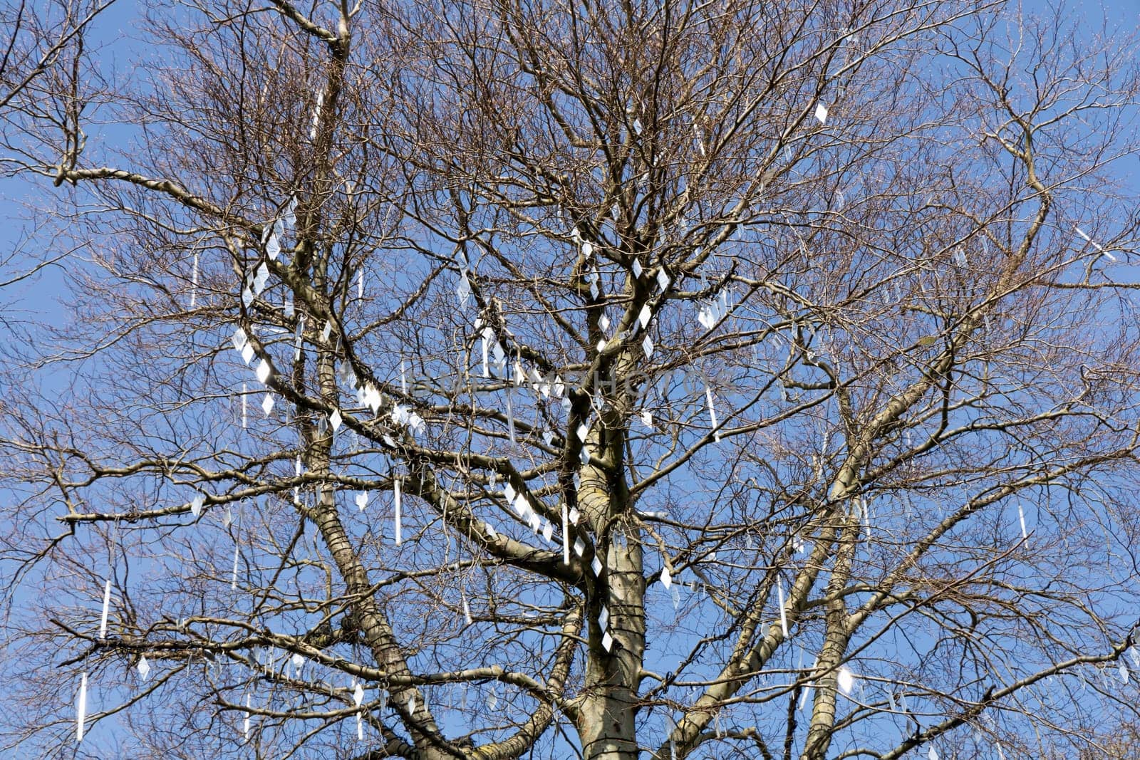 Trunk and branches of a tree without leaves decorated with small mirrors against a gray sky.