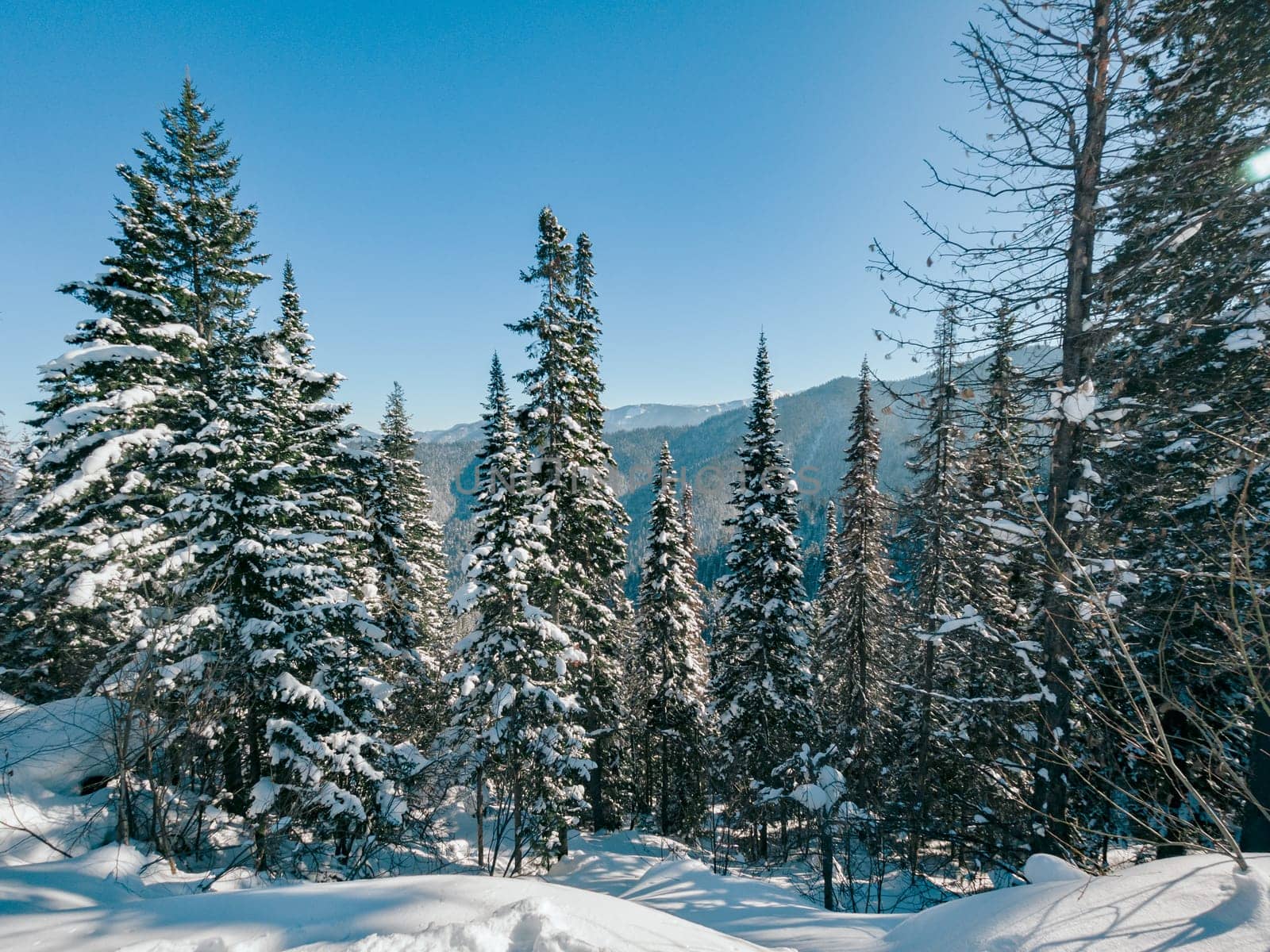 Snow blankets the forest floor and covers evergreen trees in a mountainous region.