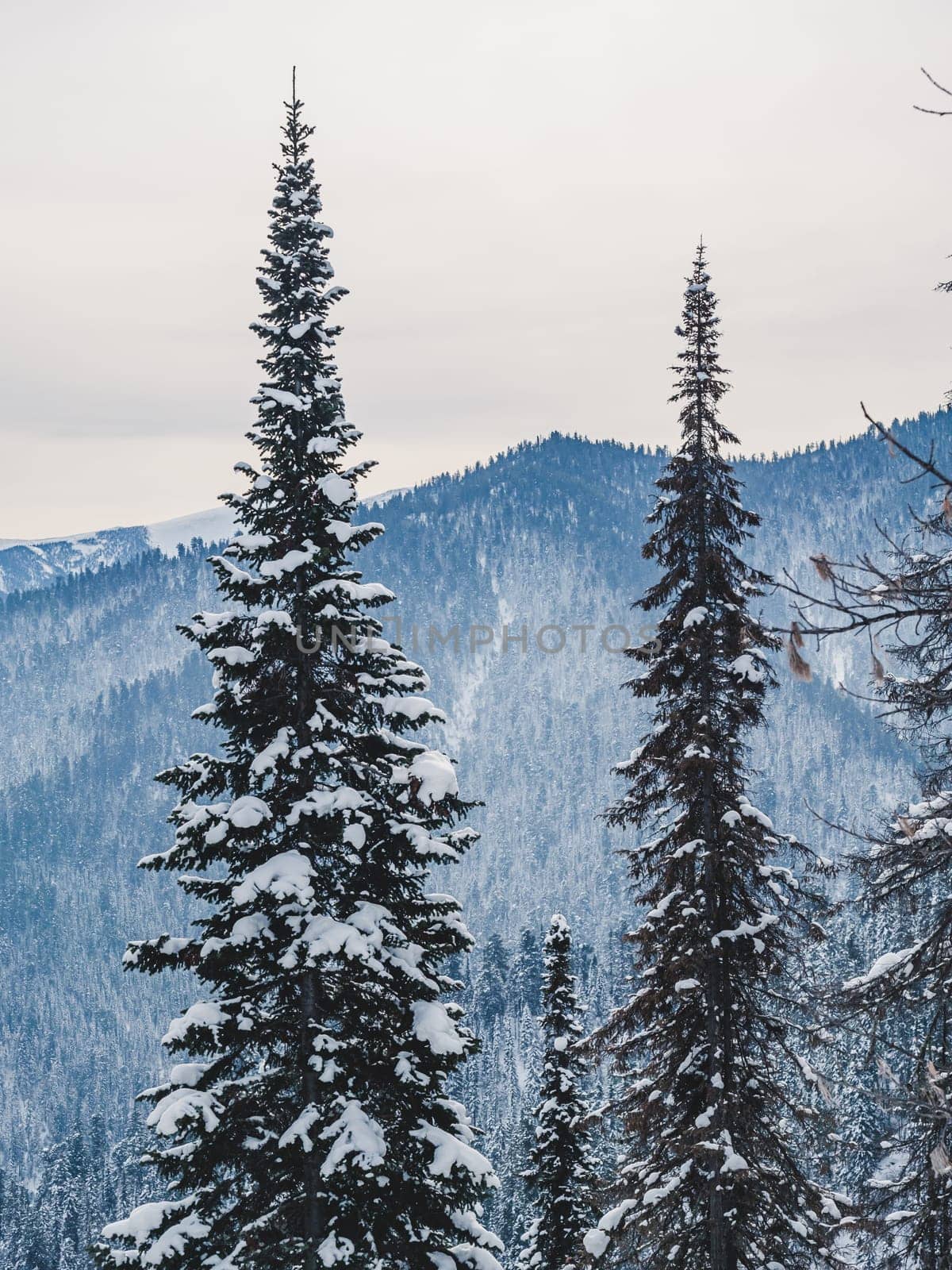 Snow blankets the forest floor and covers evergreen trees in a mountainous region.