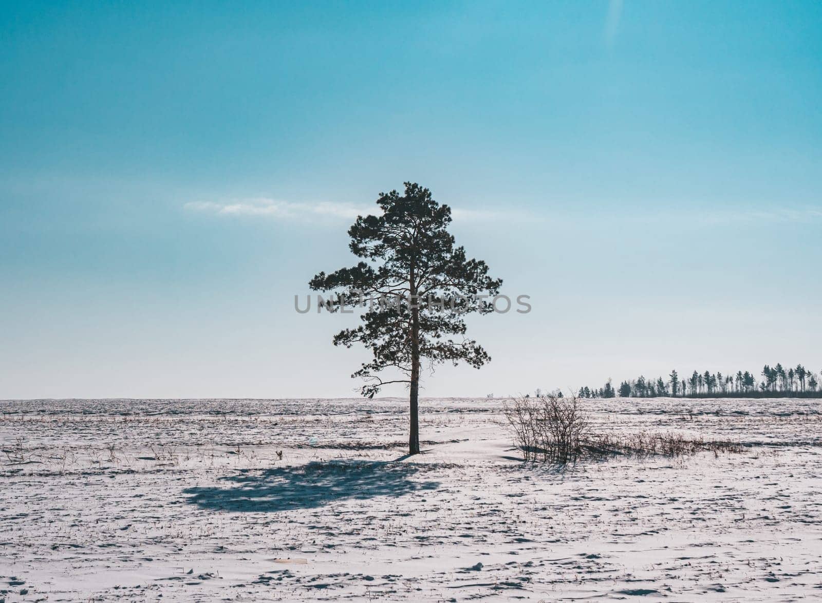 A lone pine tree stands prominently in a vast, snowy field under a bright blue sky.