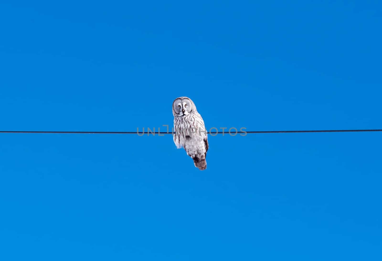 A large Gray Owl sits perched on a thin wire, set against a vibrant, cloudless blue sky during the daytime. The owl appears calm and watchful, surveying its surroundings from its high vantage point.