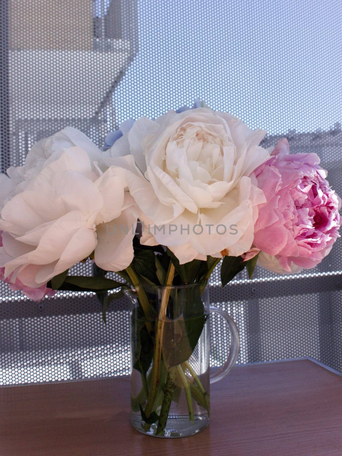 A bouquet of blooming white and pink peonies of delicate color by MilaLazo