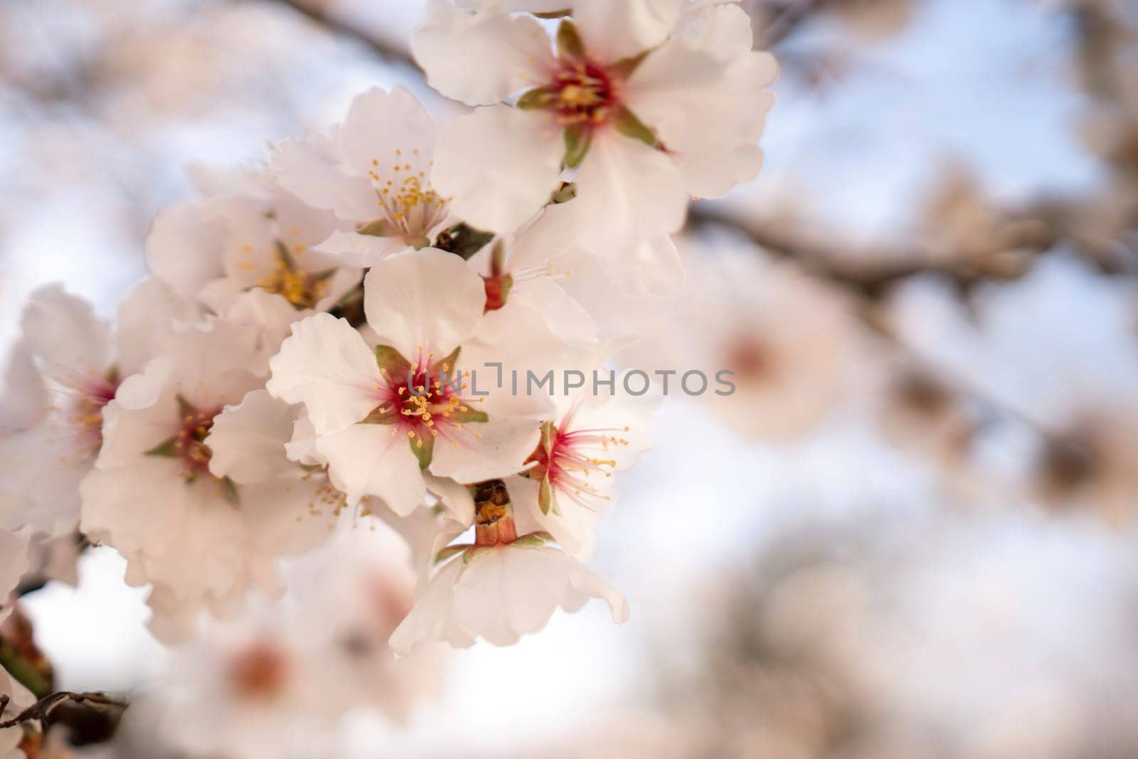 white blossoms almond spring, adorn tree branches under bright sunlight, marking the arrival of spring