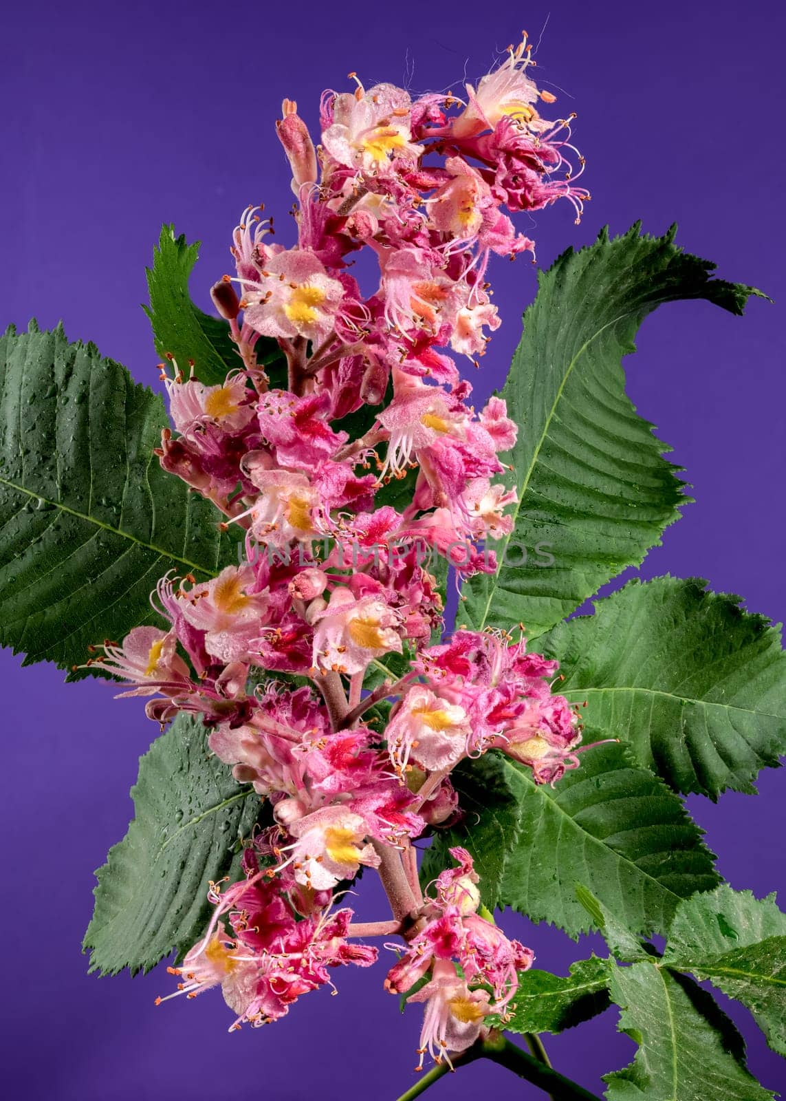 Blooming red horse-chestnut flowers on a purple background by Multipedia