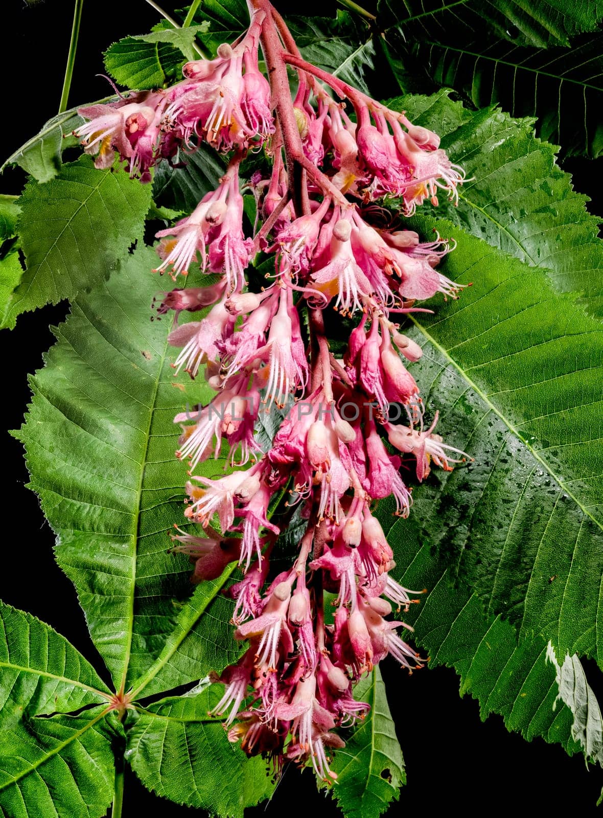 Beautiful Blooming red horse-chestnut isolated on a black background. Flower head close-up.