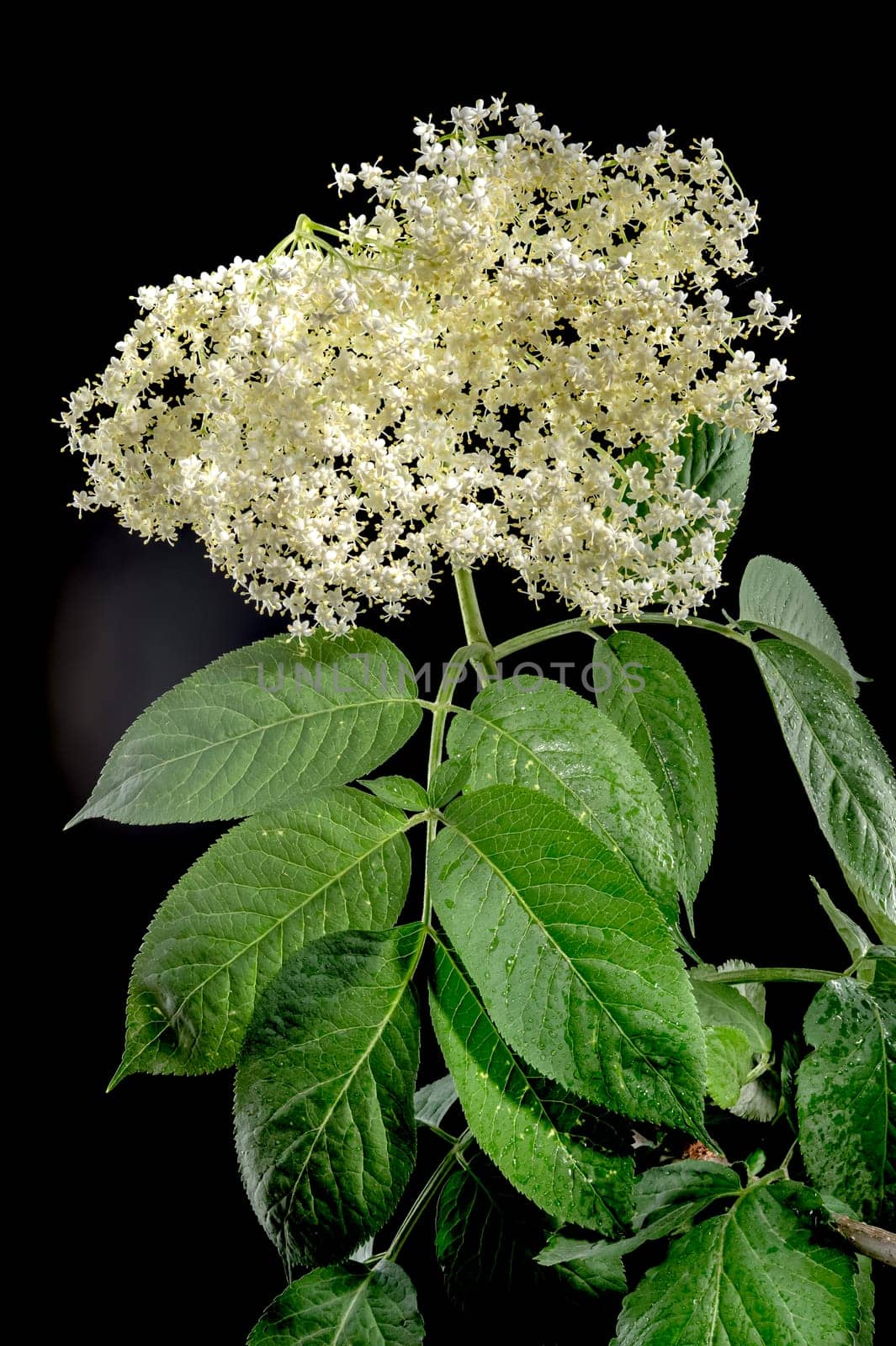 Beautiful Blooming white sambucus isolated on a black background. Flower head close-up.