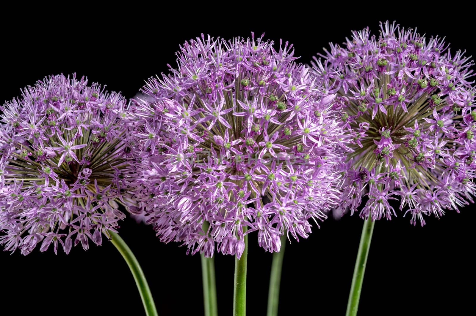 Blooming pink allium aflatunense on a black background by Multipedia