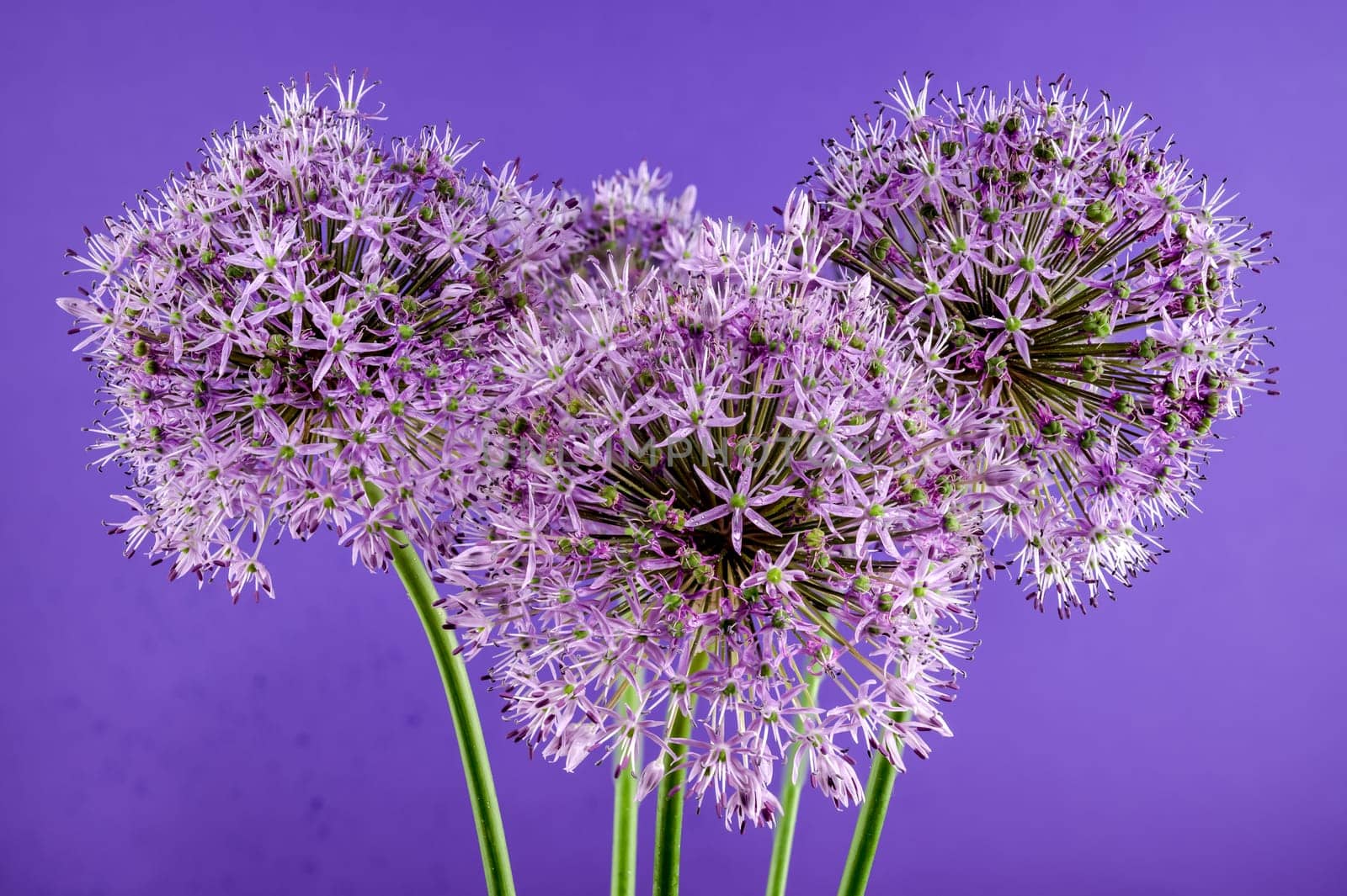 Blooming pink allium aflatunense on a purple background by Multipedia
